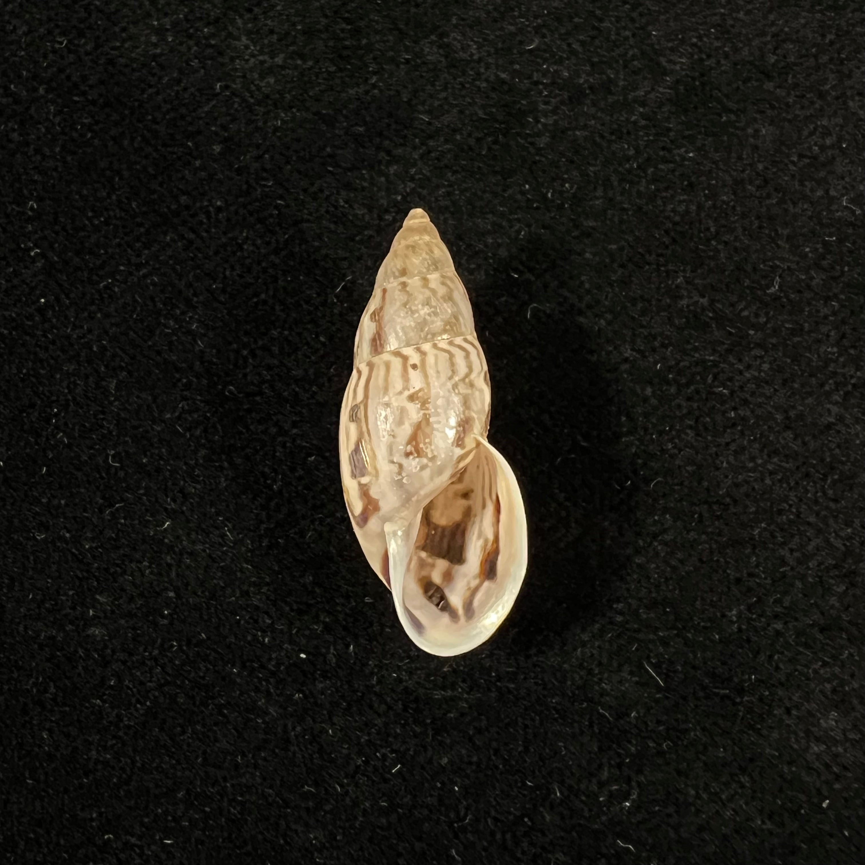Drymaeus yungasensis (A. d'Orbigny, 1837) - 29,2mm
