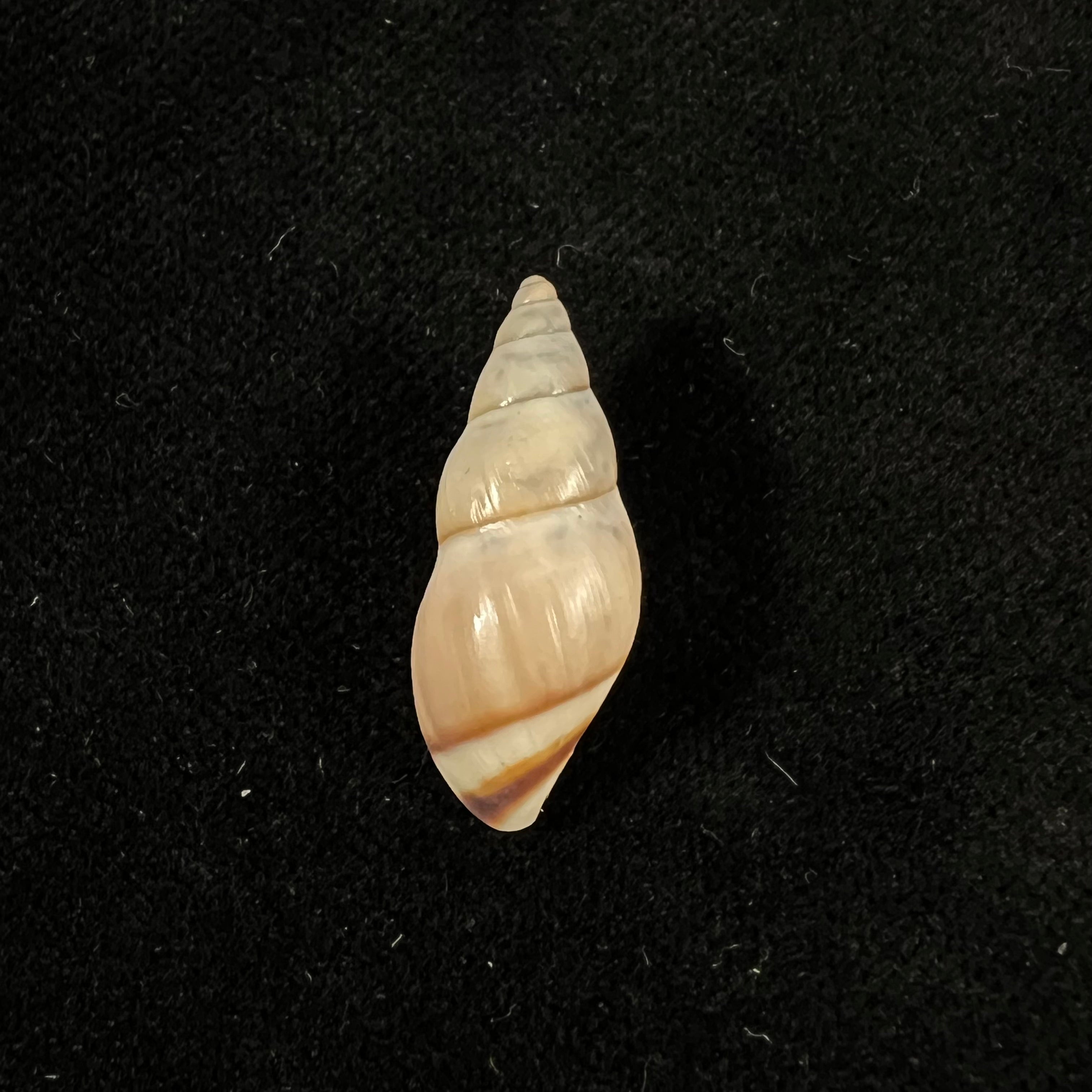 Drymaeus iniurius Breure & Borrero, 2019 - 24mm