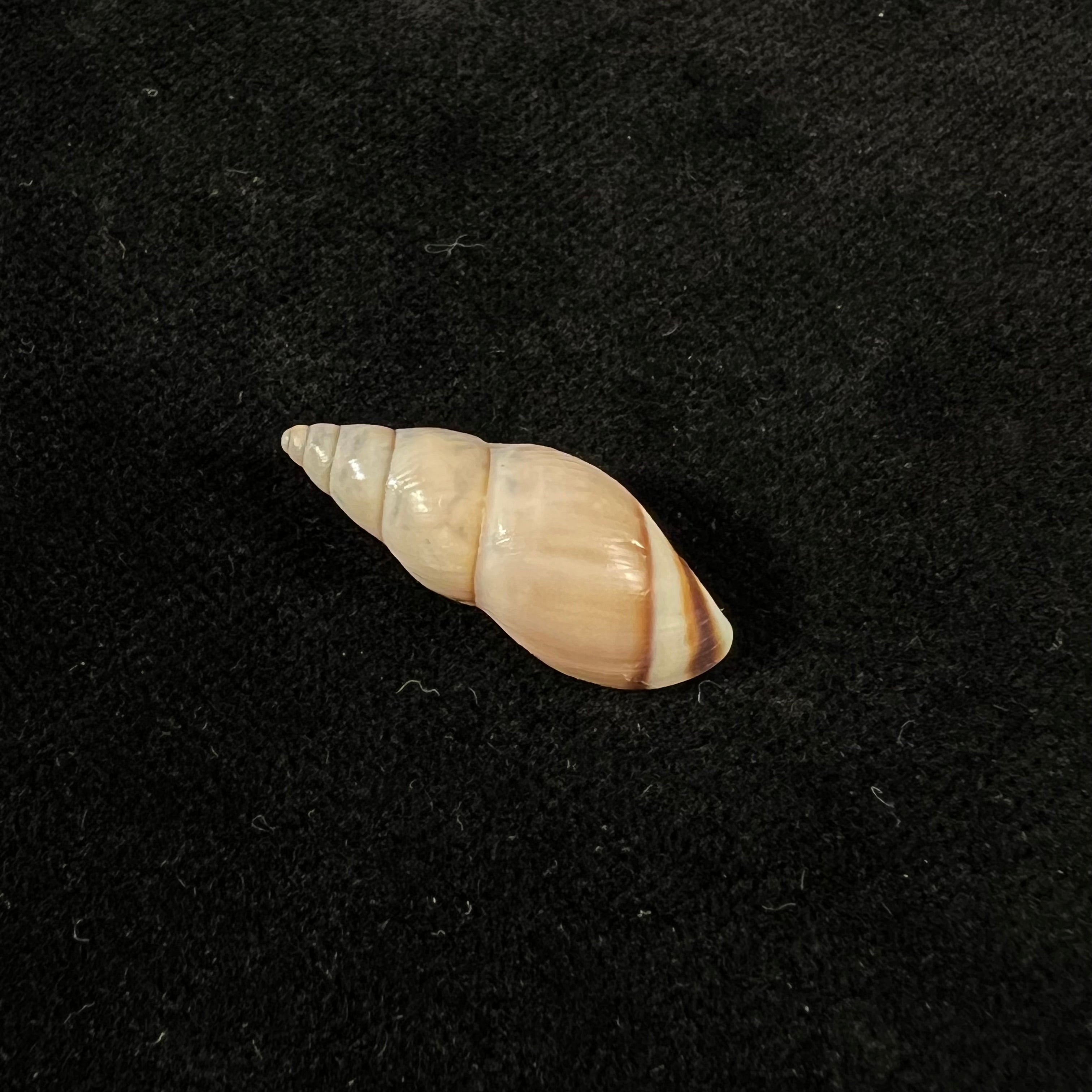 Drymaeus iniurius Breure & Borrero, 2019 - 24mm