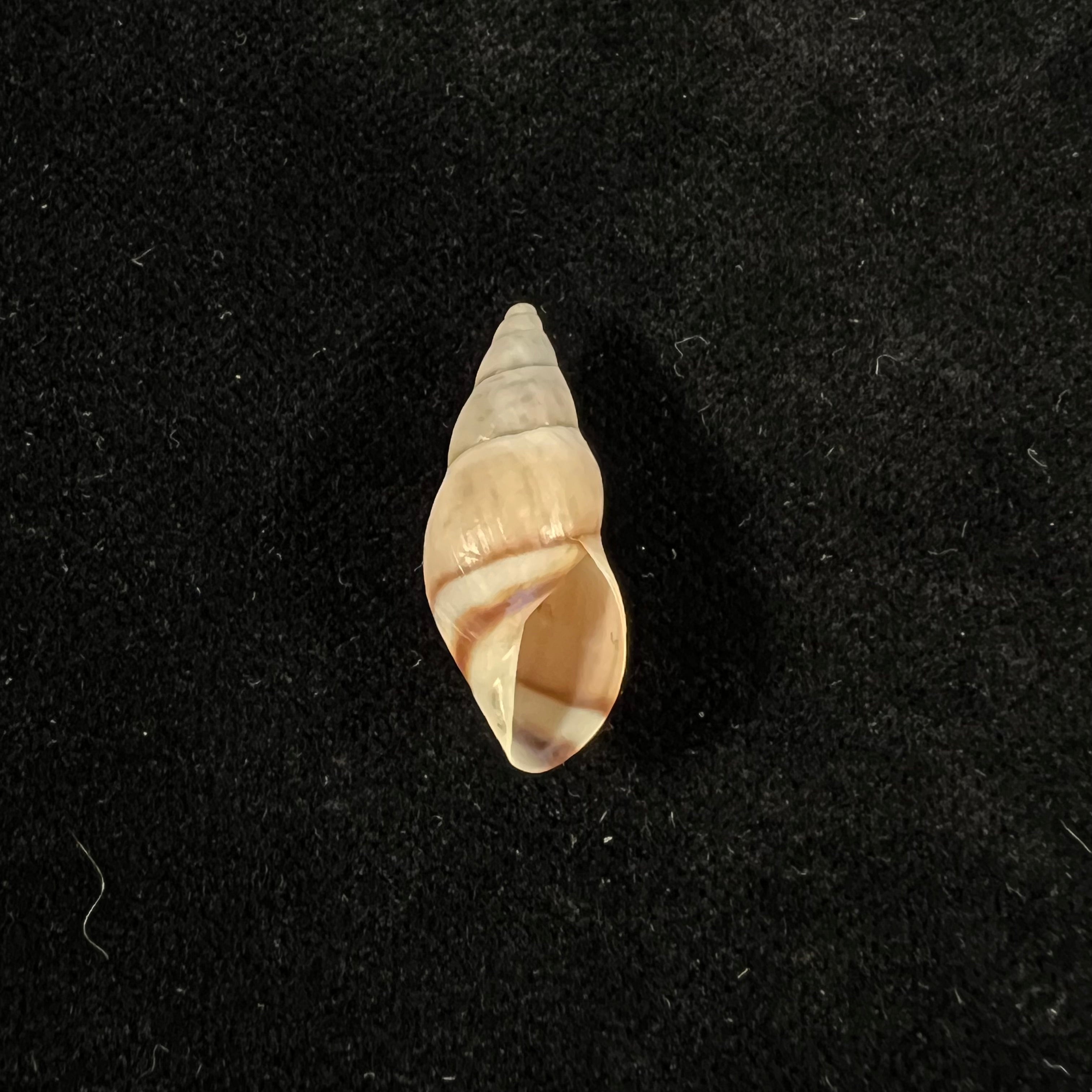 Drymaeus iniurius Breure & Borrero, 2019 - 24mm