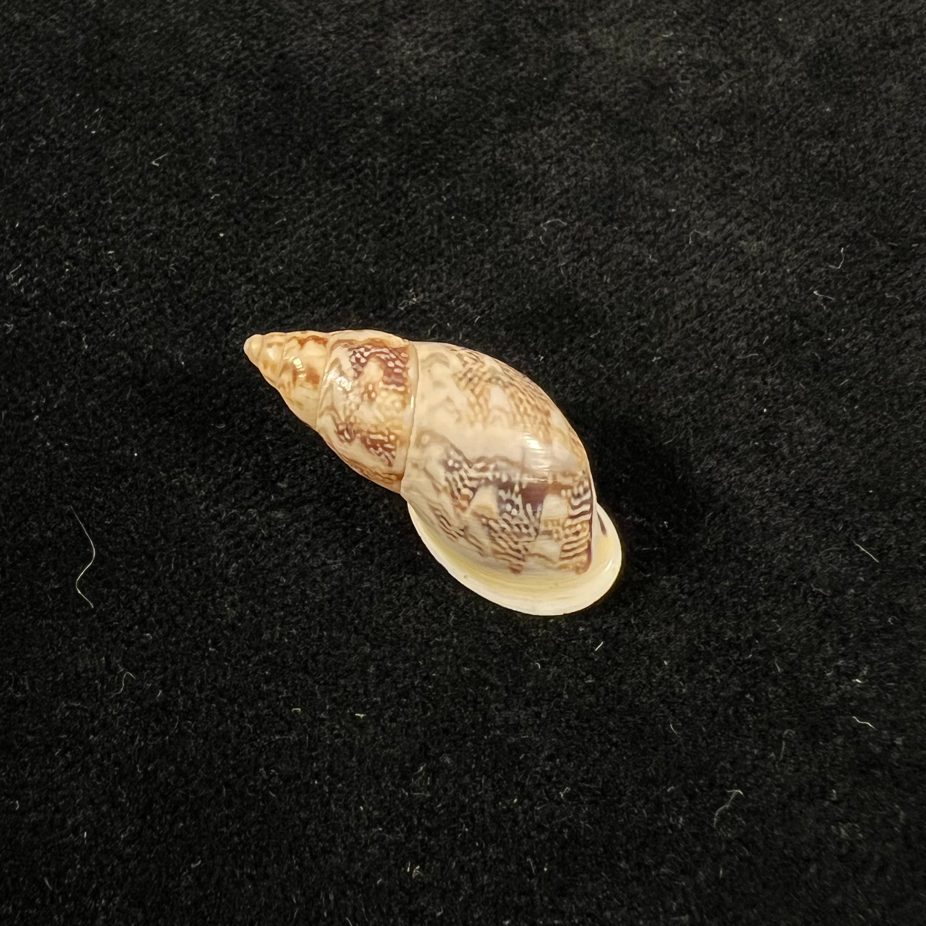 Drymaeus ziczac (S. I. Da Costa, 1898) - 27,4mm