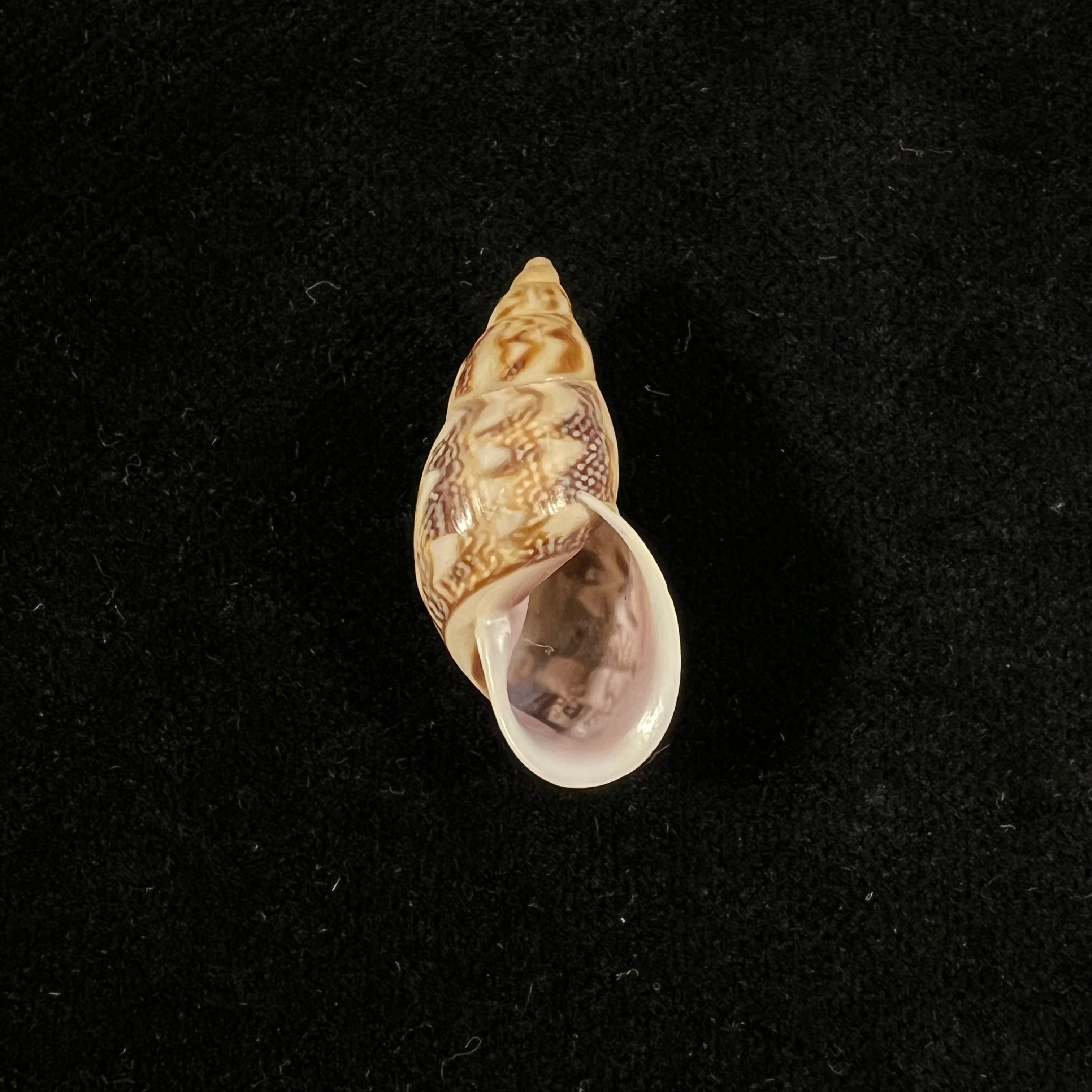 Drymaeus ziczac (S. I. Da Costa, 1898) - 27,4mm
