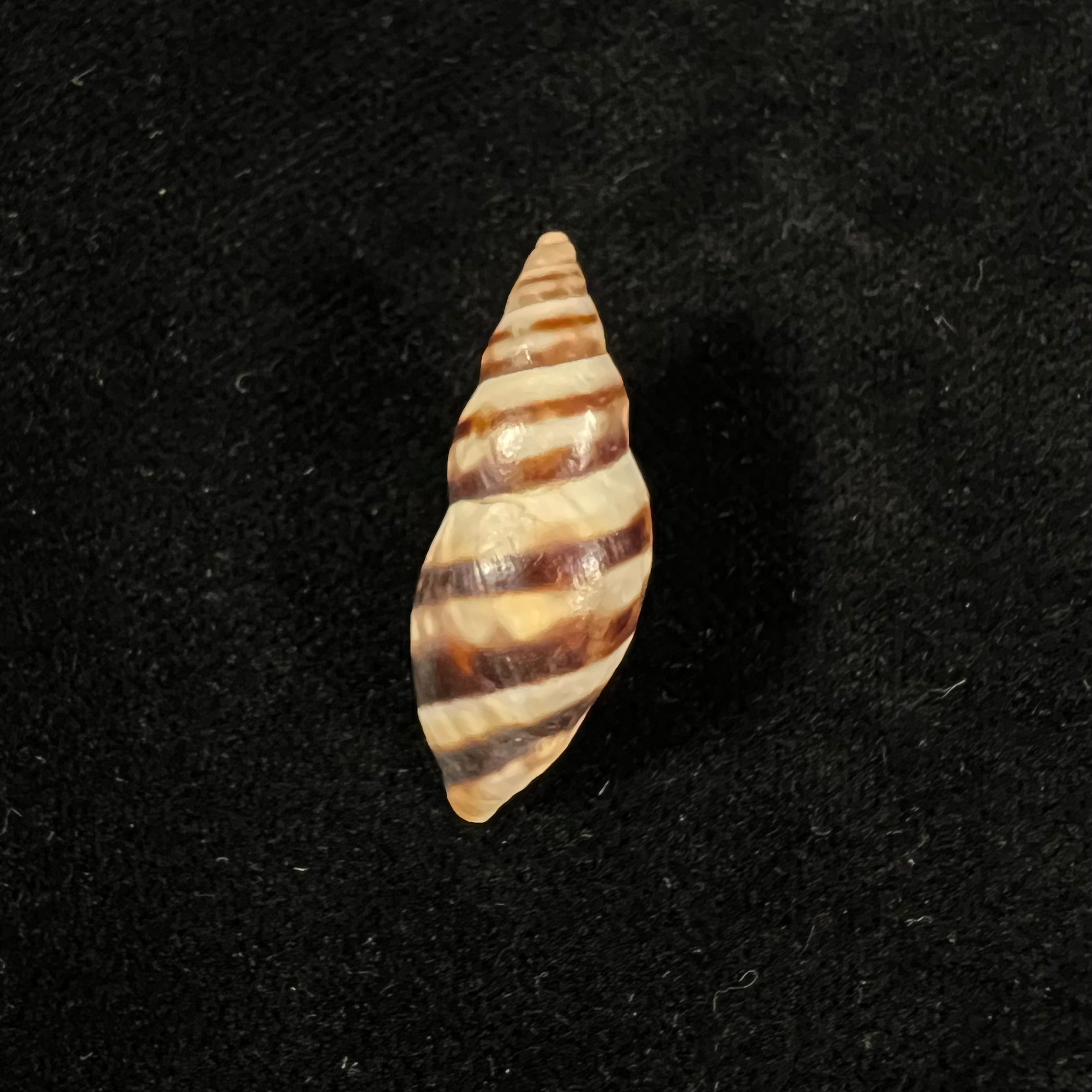 Drymaeus murrinus (Reeve, 1848) - 29,3mm