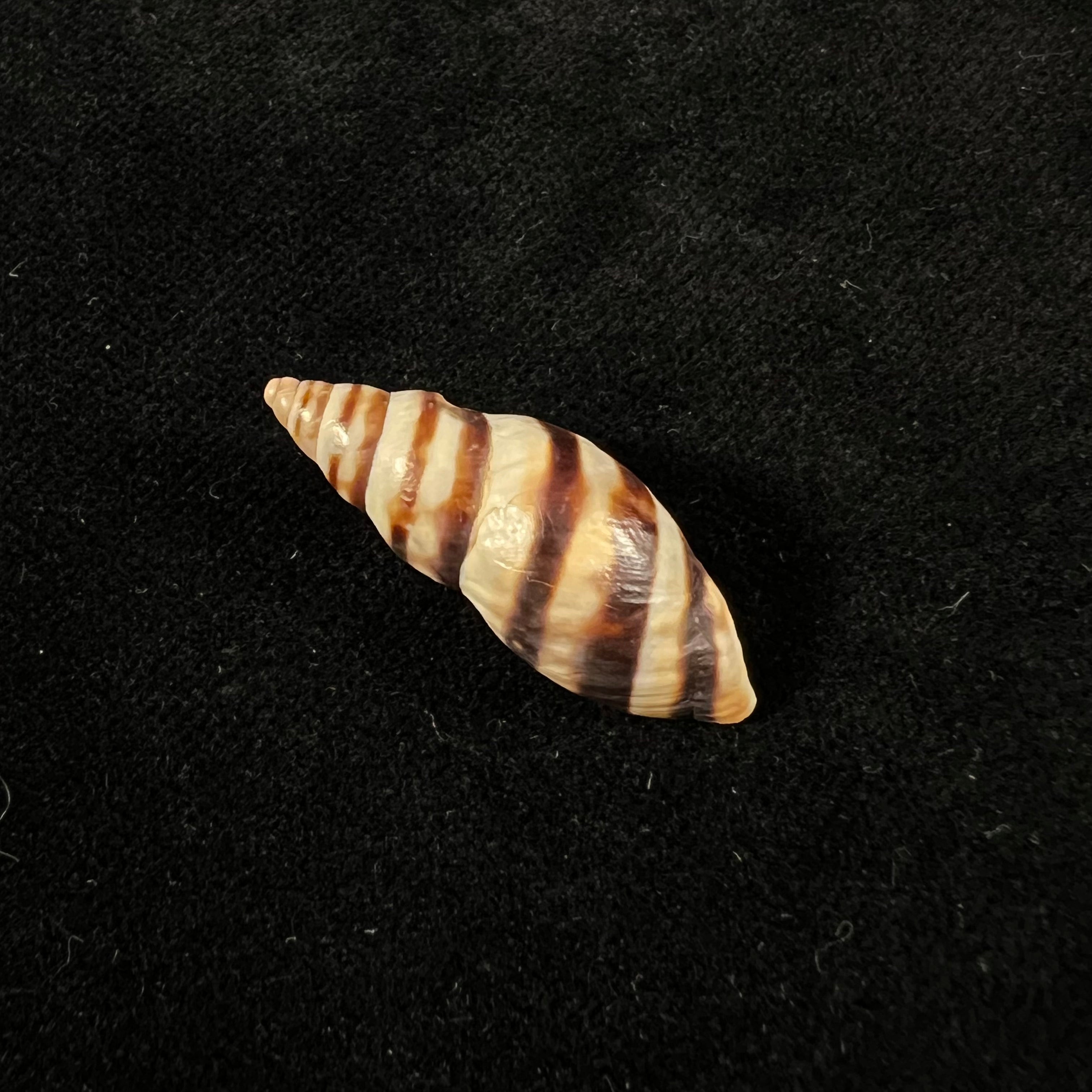 Drymaeus murrinus (Reeve, 1848) - 29,3mm