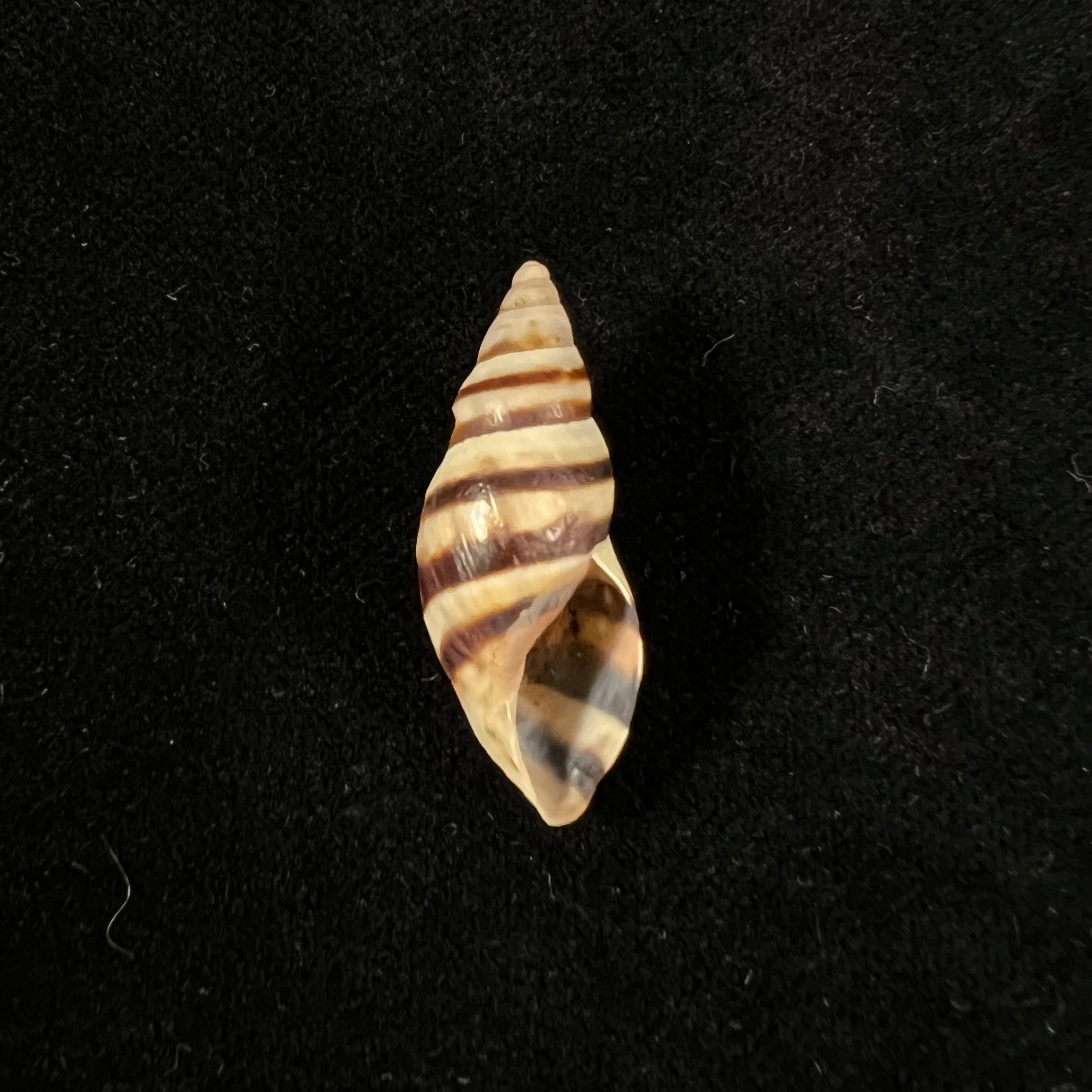 Drymaeus murrinus (Reeve, 1848) - 29,3mm