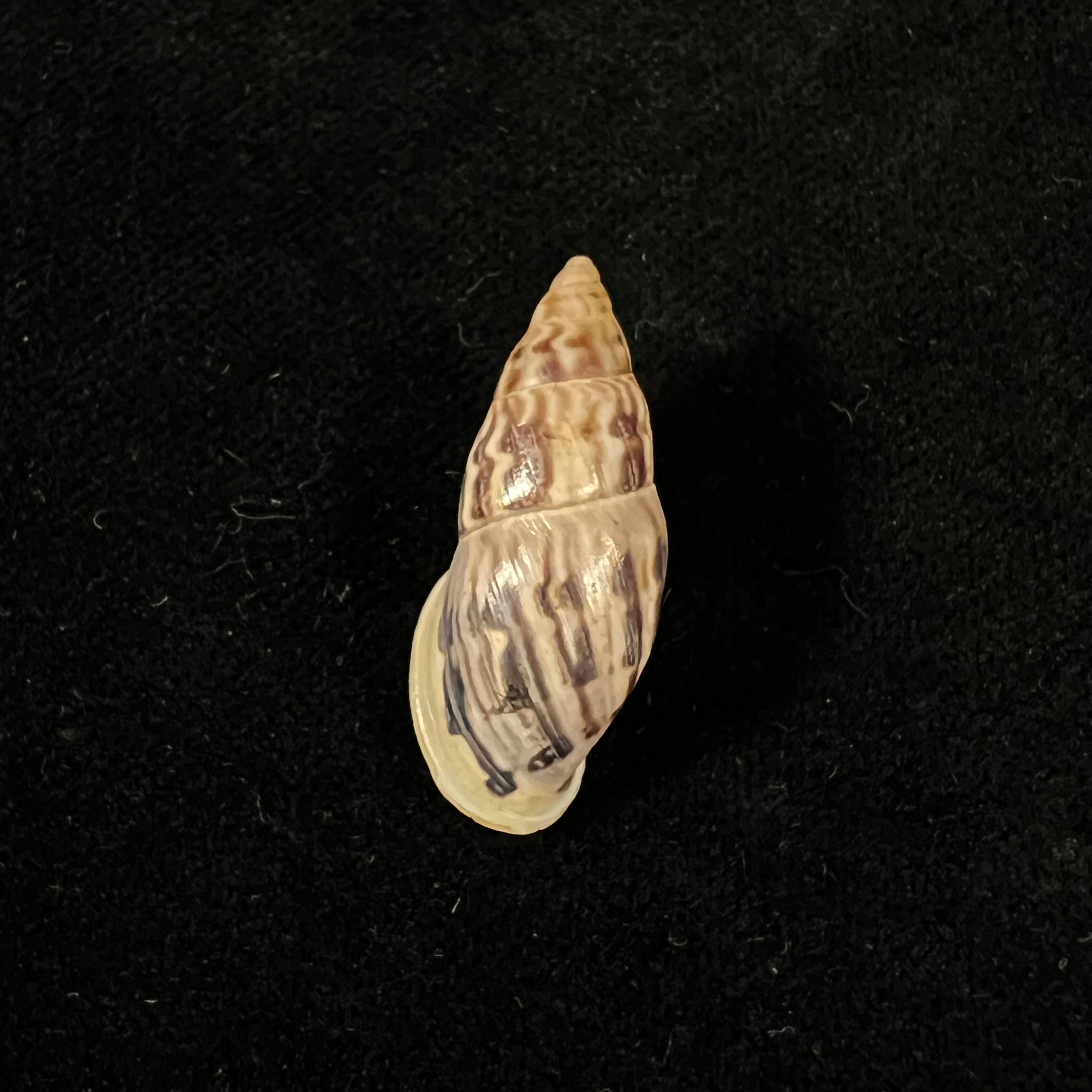 Drymaeus volsus Fulton, 1907 -28,7mm