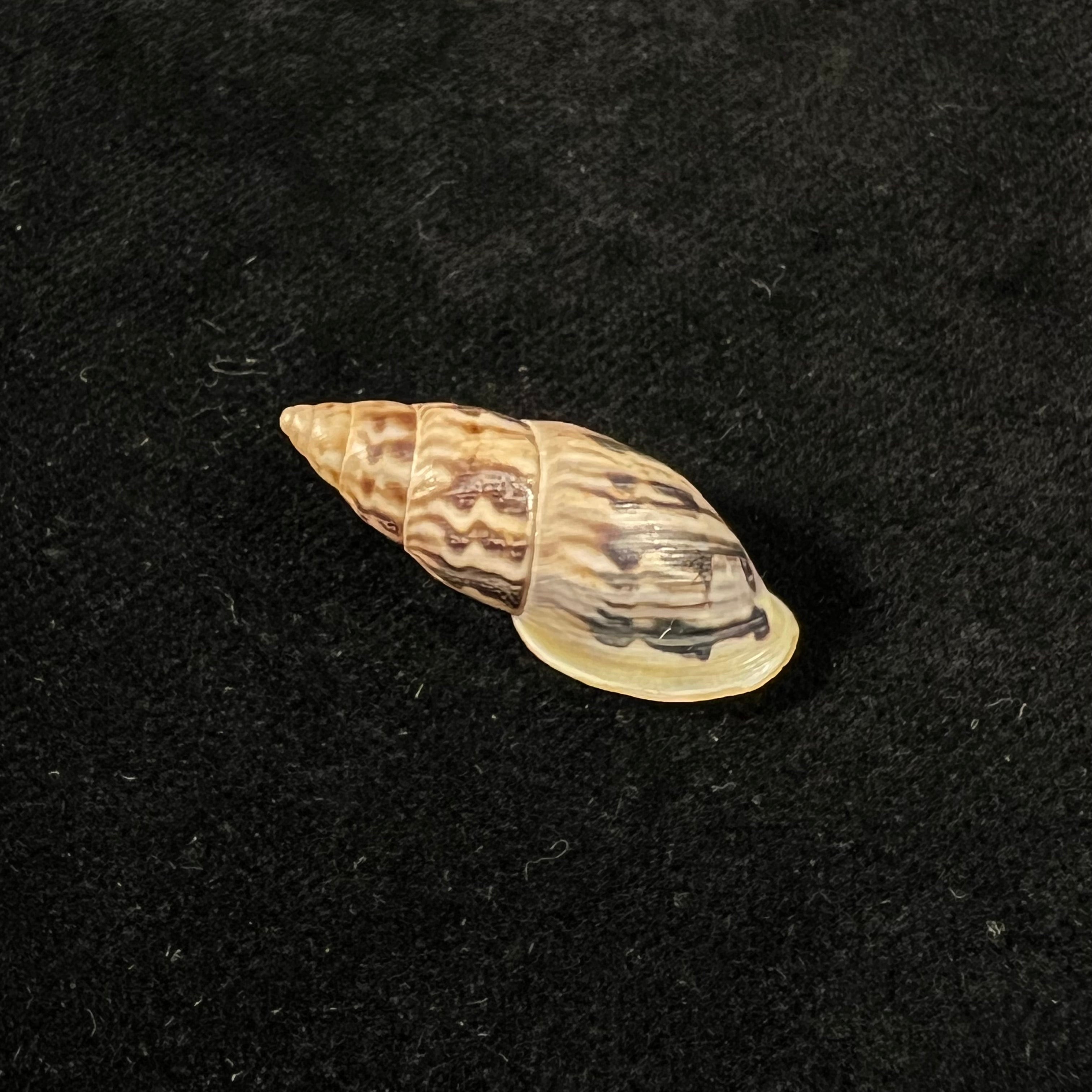 Drymaeus volsus Fulton, 1907 -28,7mm