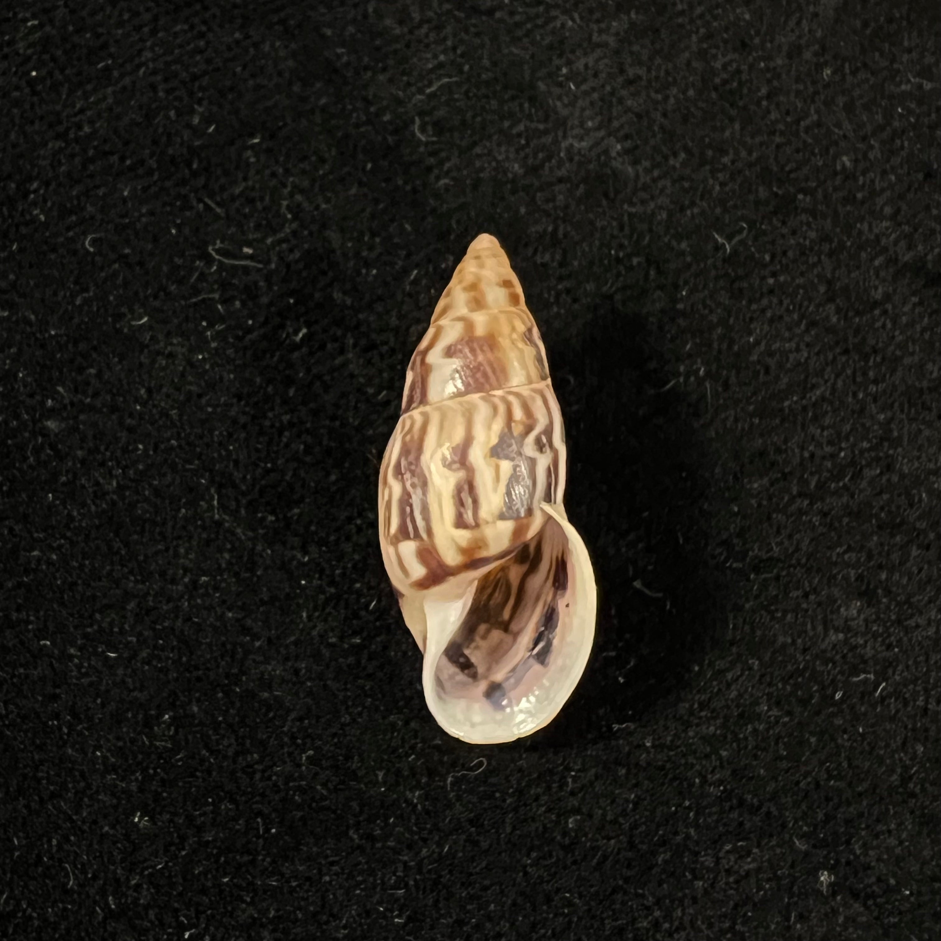 Drymaeus volsus Fulton, 1907 -28,7mm