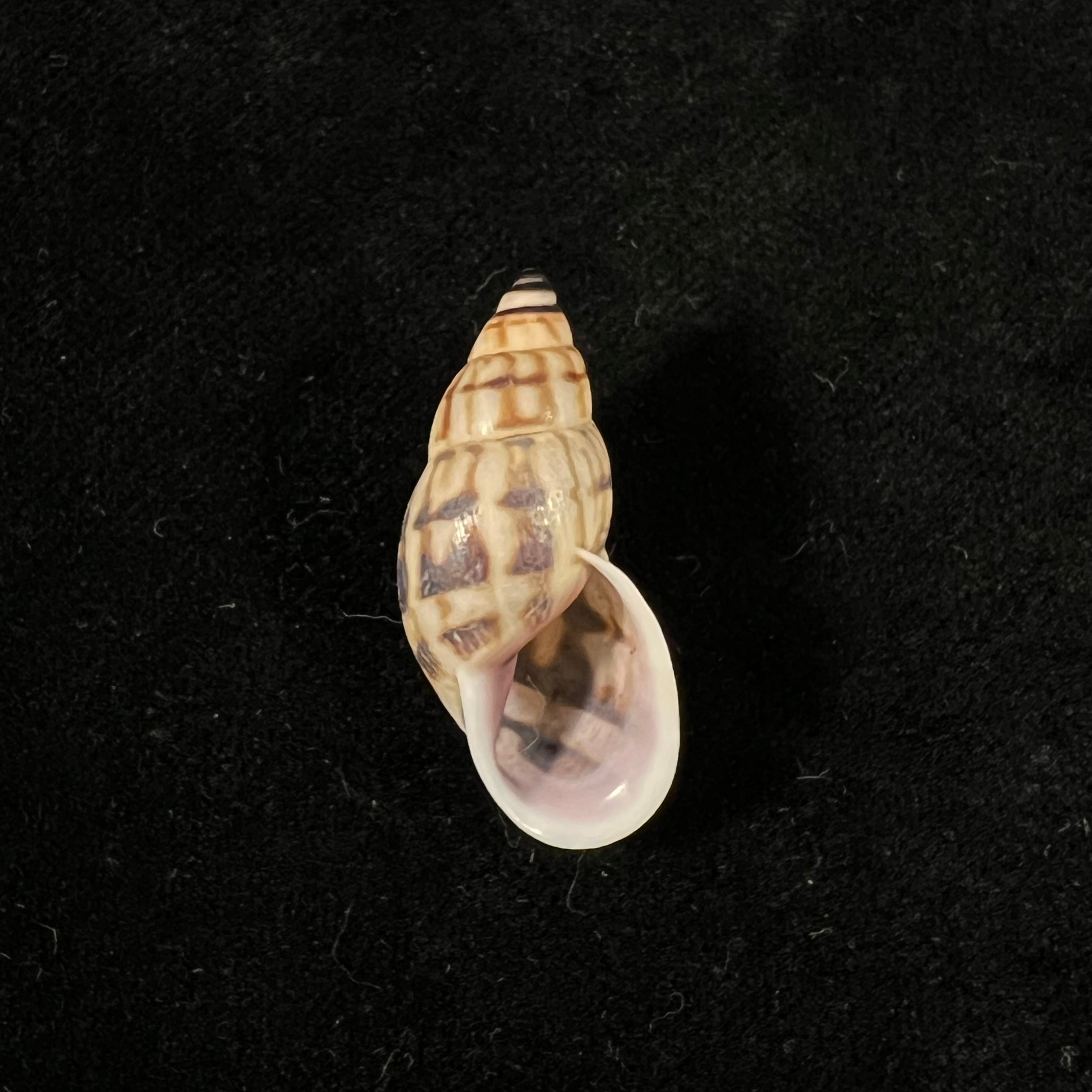 Drymaeus lilacinus jansoni (E. von Martens, 1893) - 31,4mm