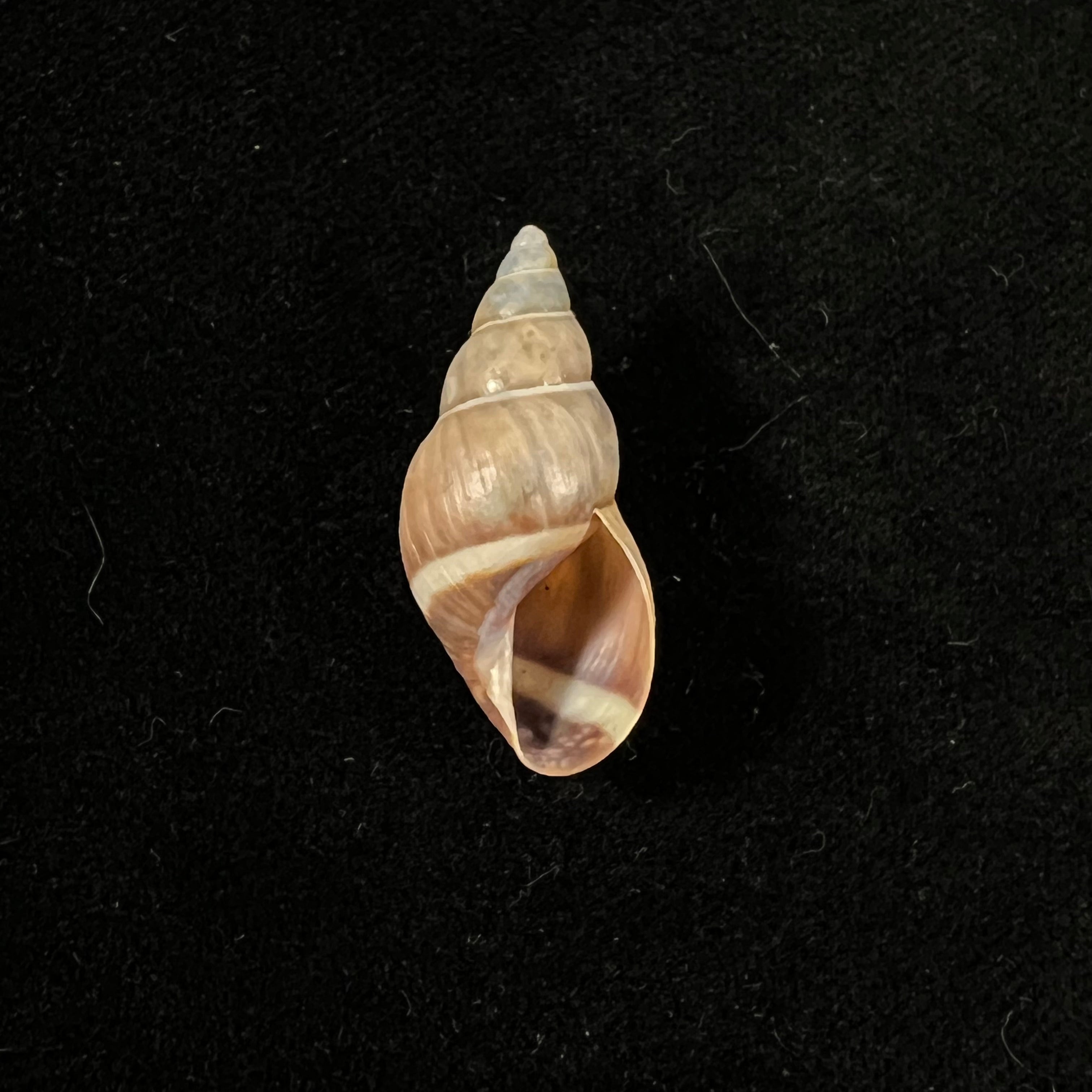 Drymaeus chimborasensis (Reeve, 1848) - 28,8mm