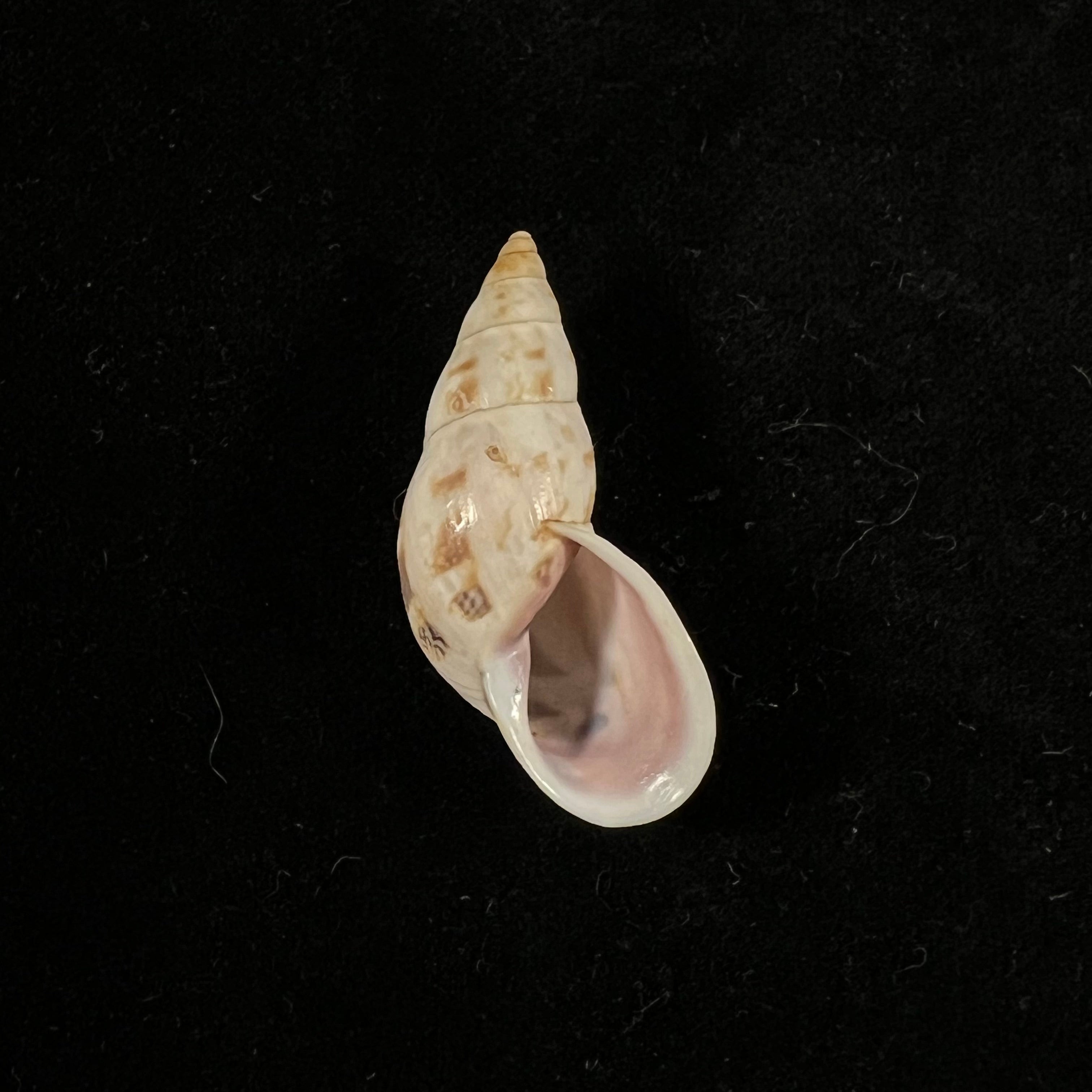 Drymaeus bellus S. I. Da Costa, 1906 - 34,1mm