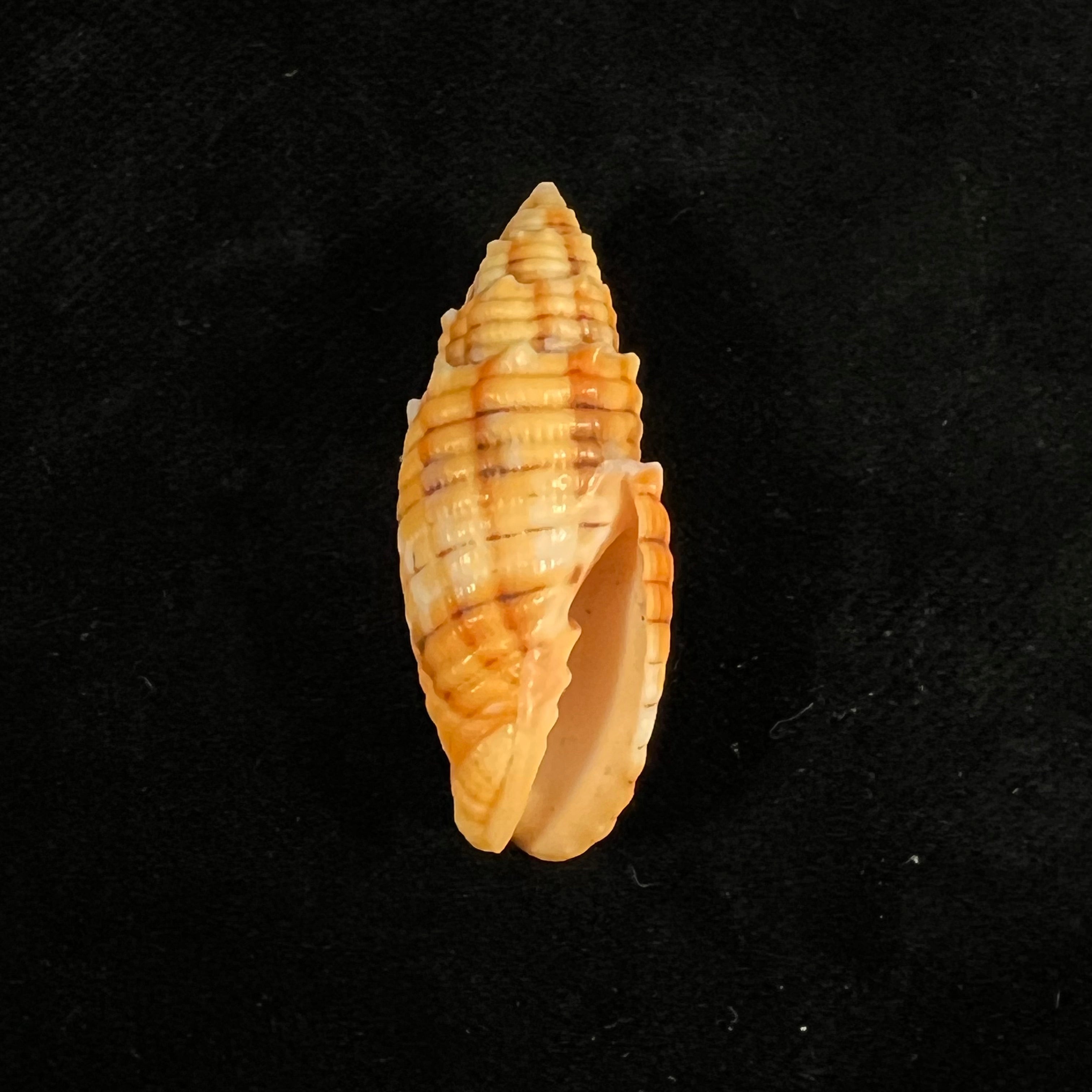 Quasimitra puncticulata (Lamarck, 1811) - 36,2mm