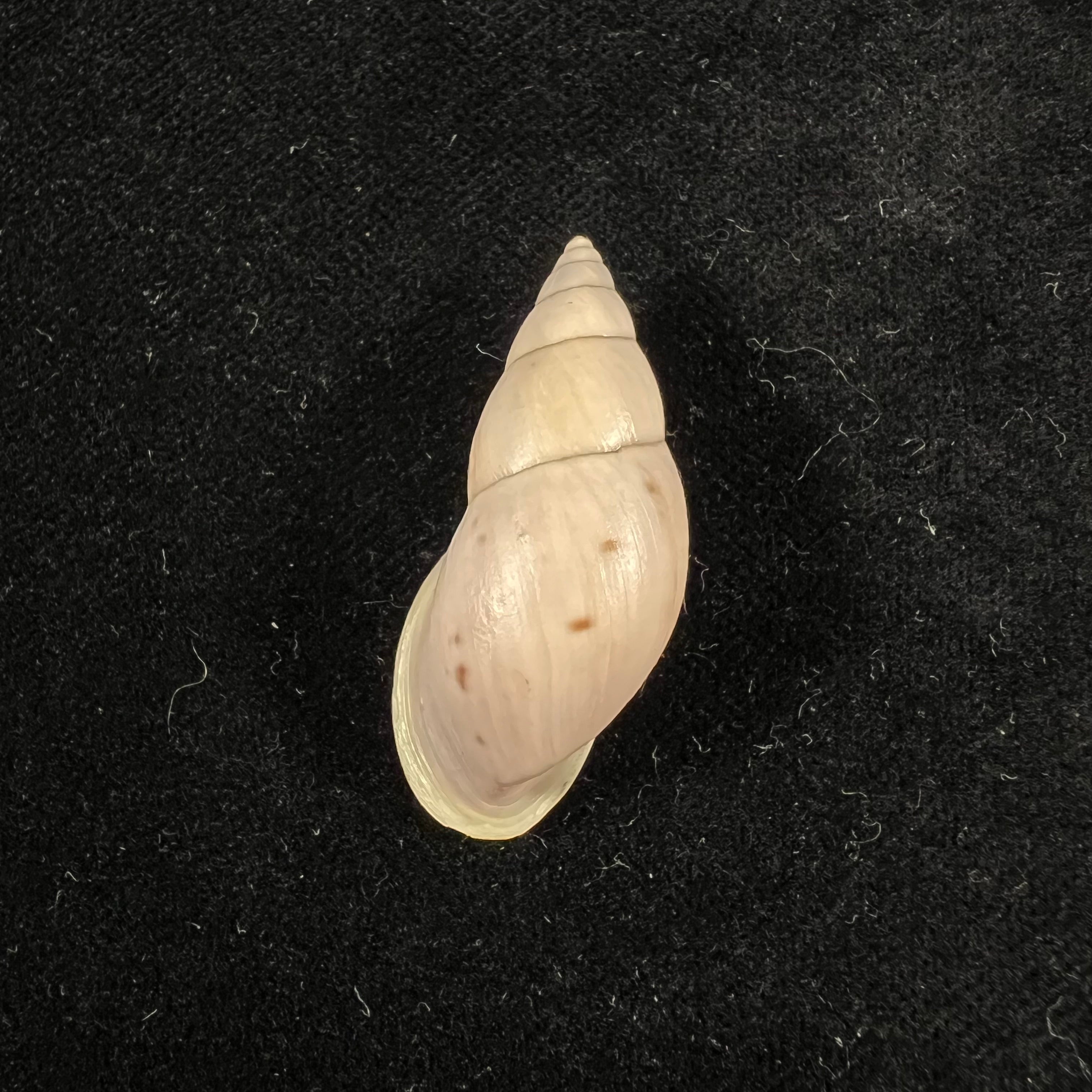 Drymaeus sp - 37,3mm