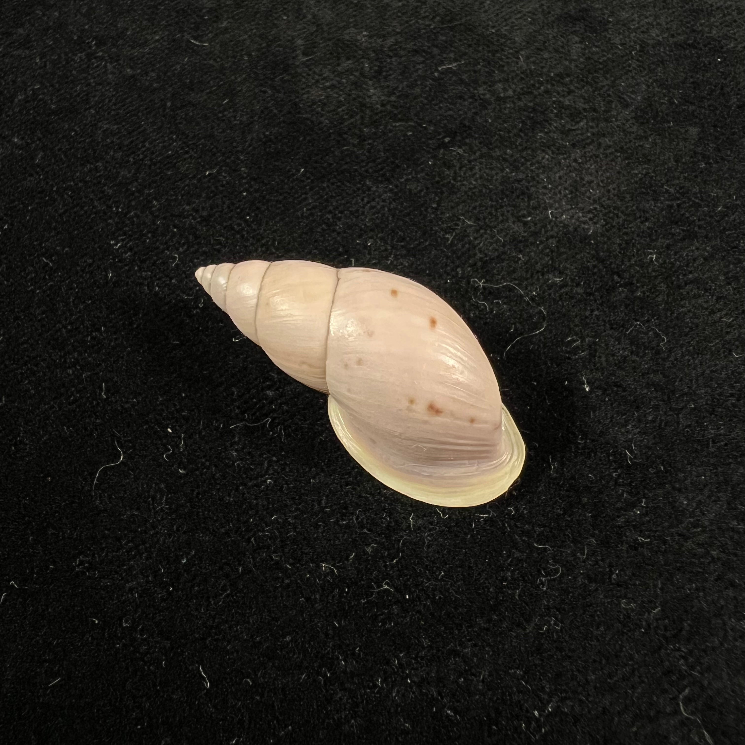 Drymaeus sp - 37,3mm