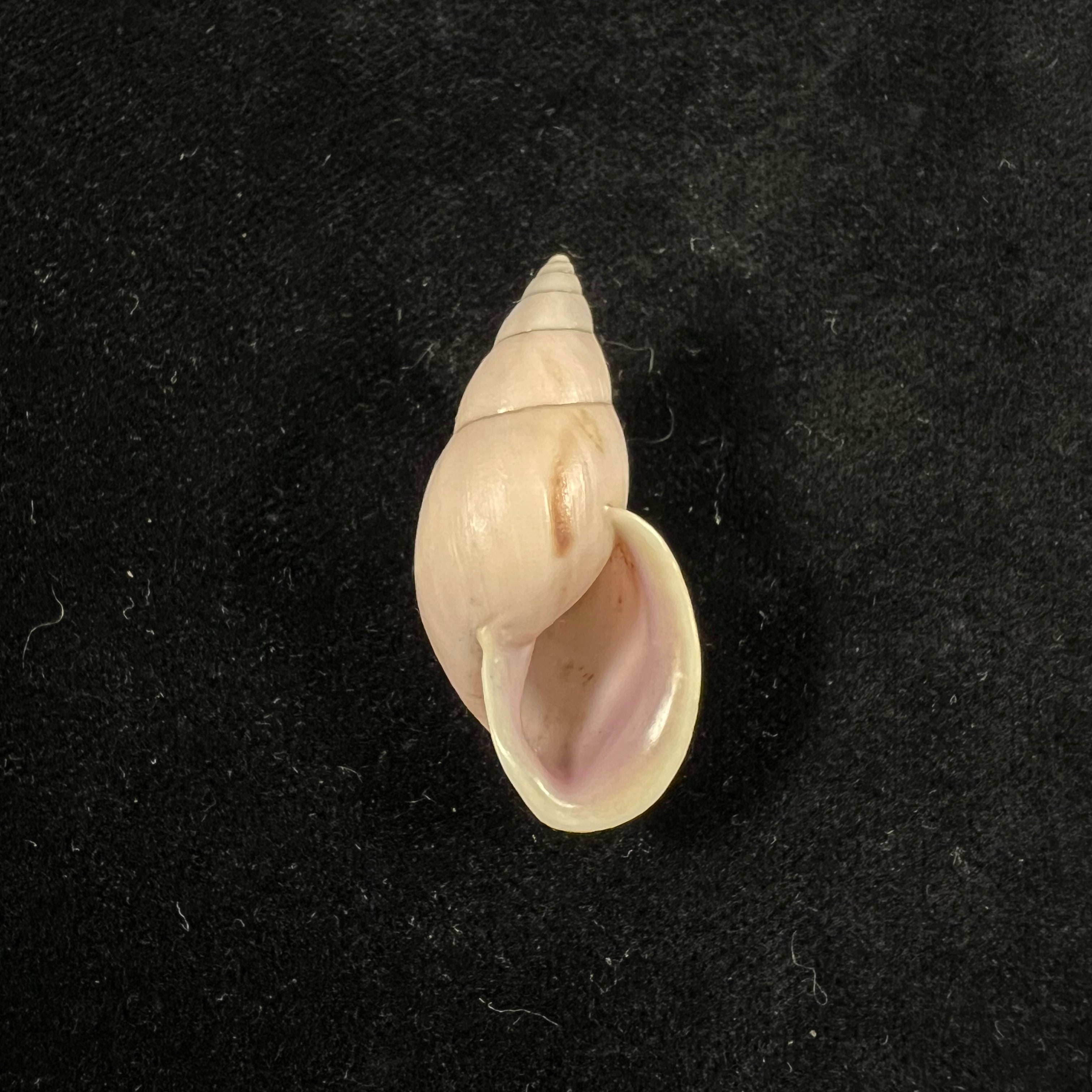 Drymaeus sp - 37,3mm