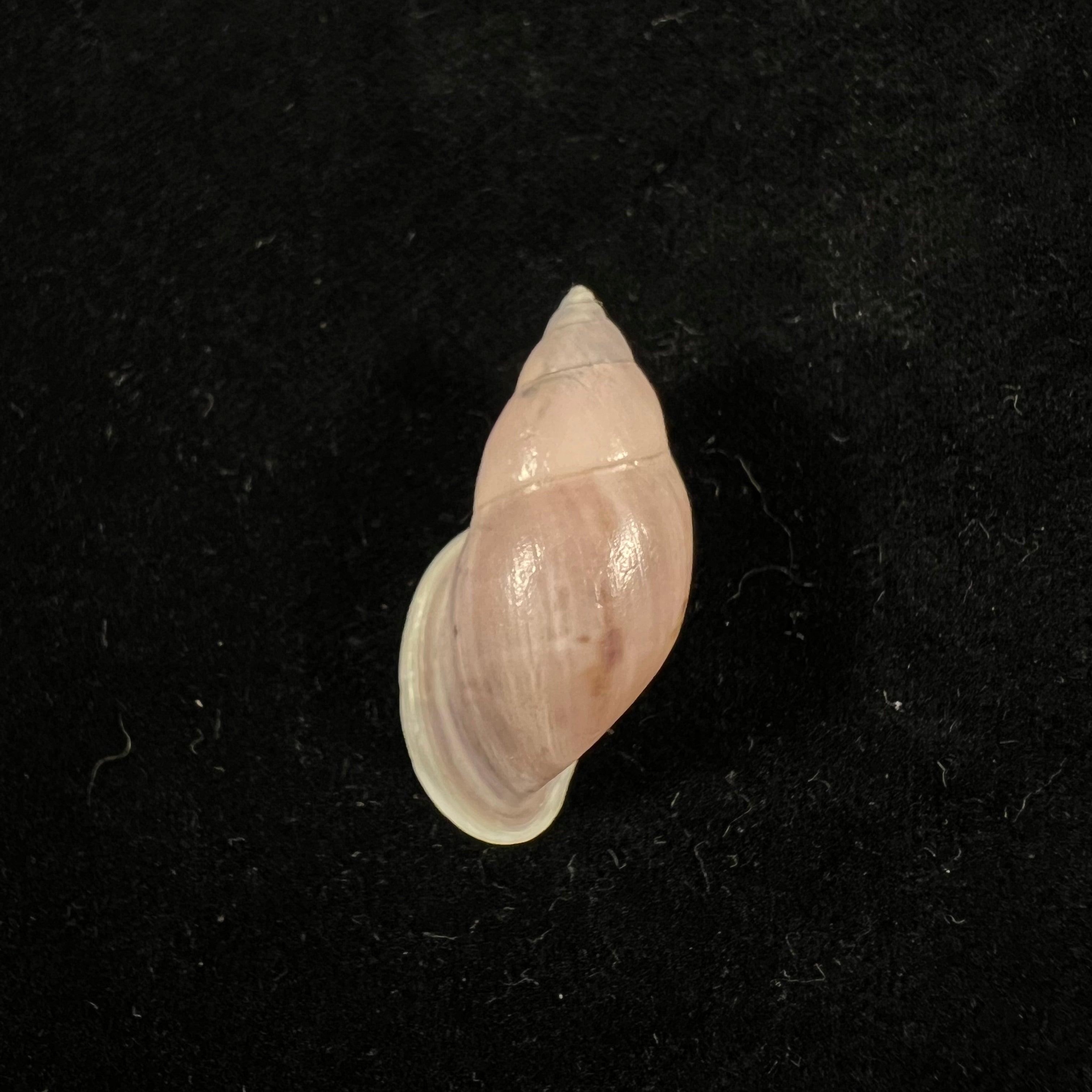 Drymaeus sp - 33,8mm