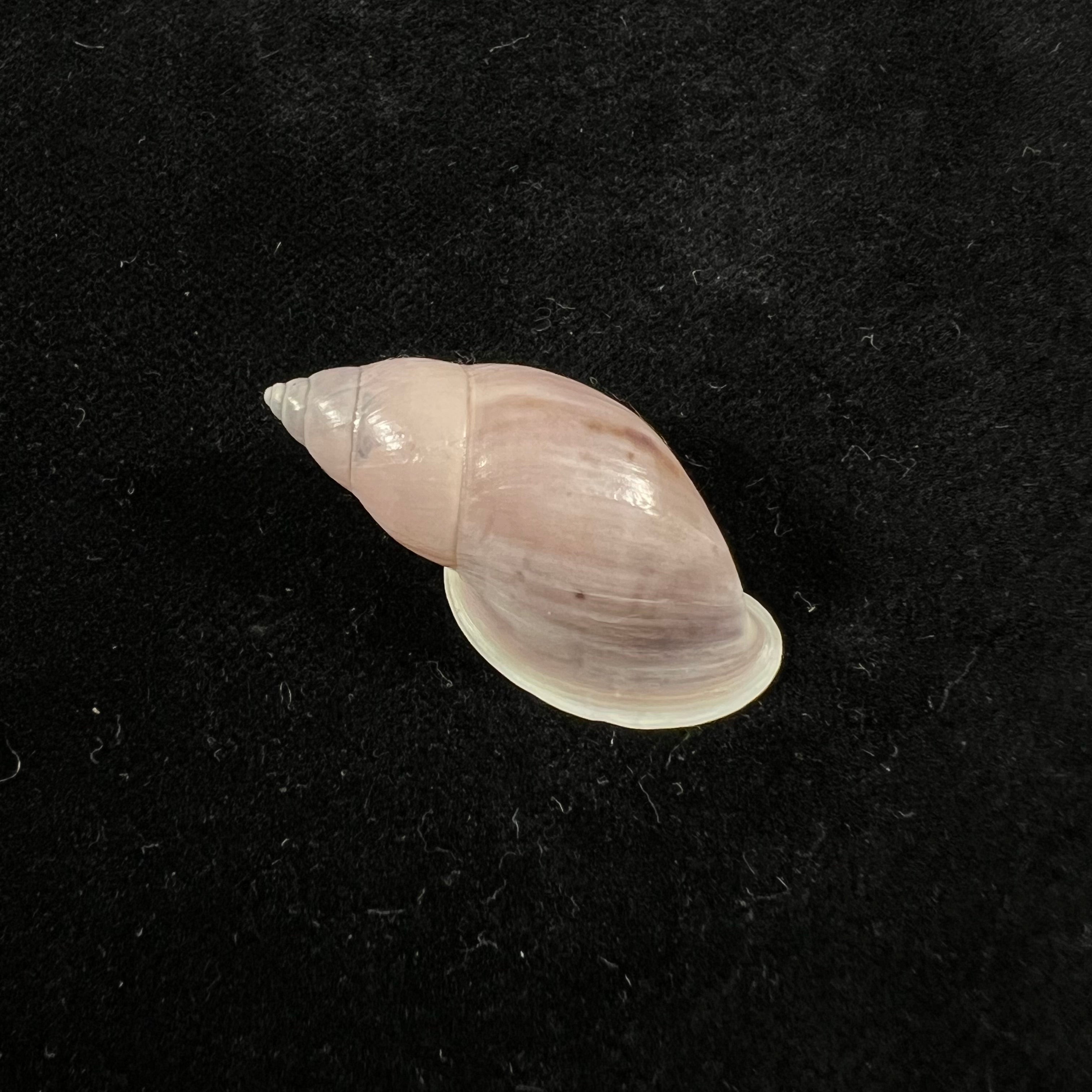 Drymaeus sp - 33,8mm