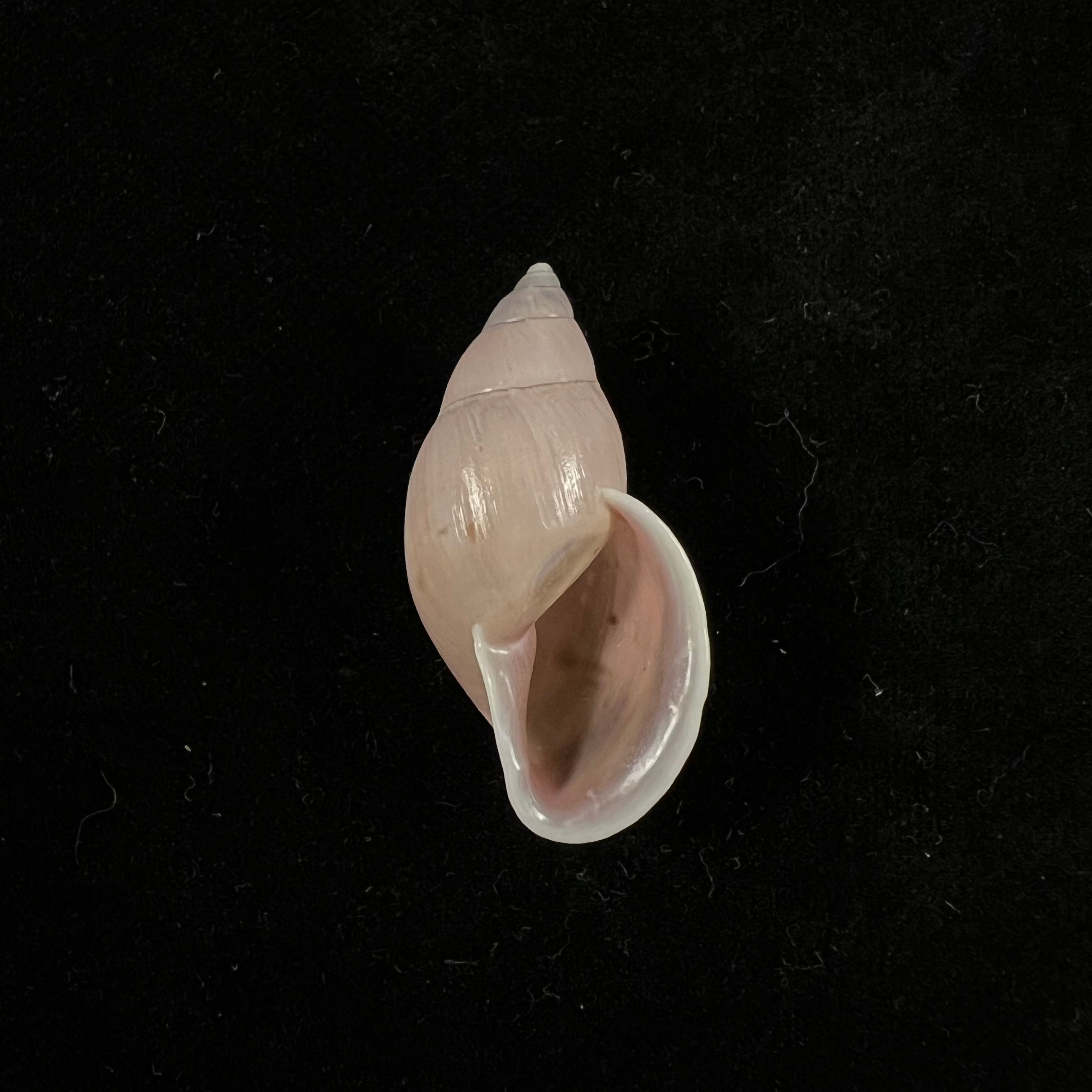 Drymaeus sp - 33,8mm