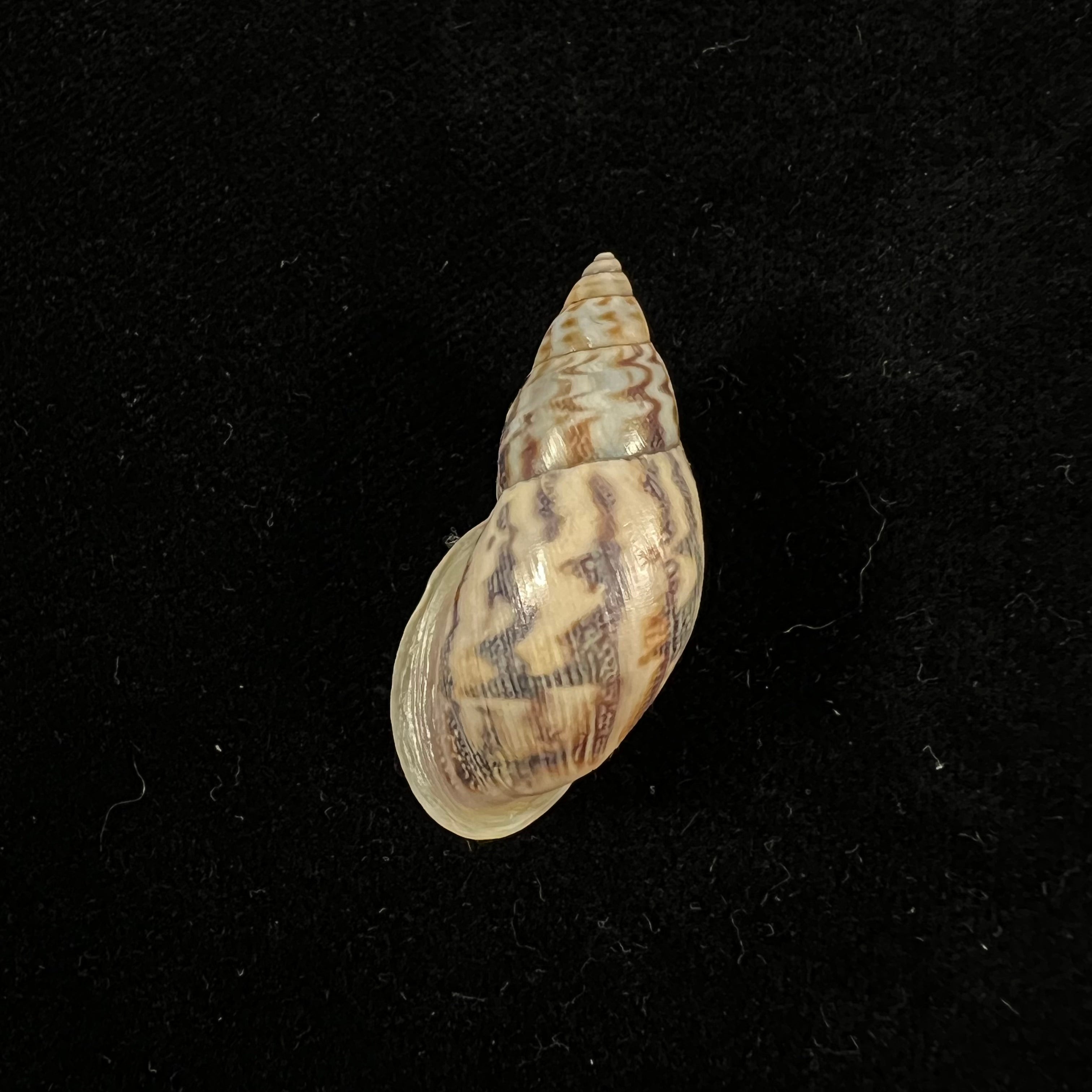Drymaeus sp - 36,2mm