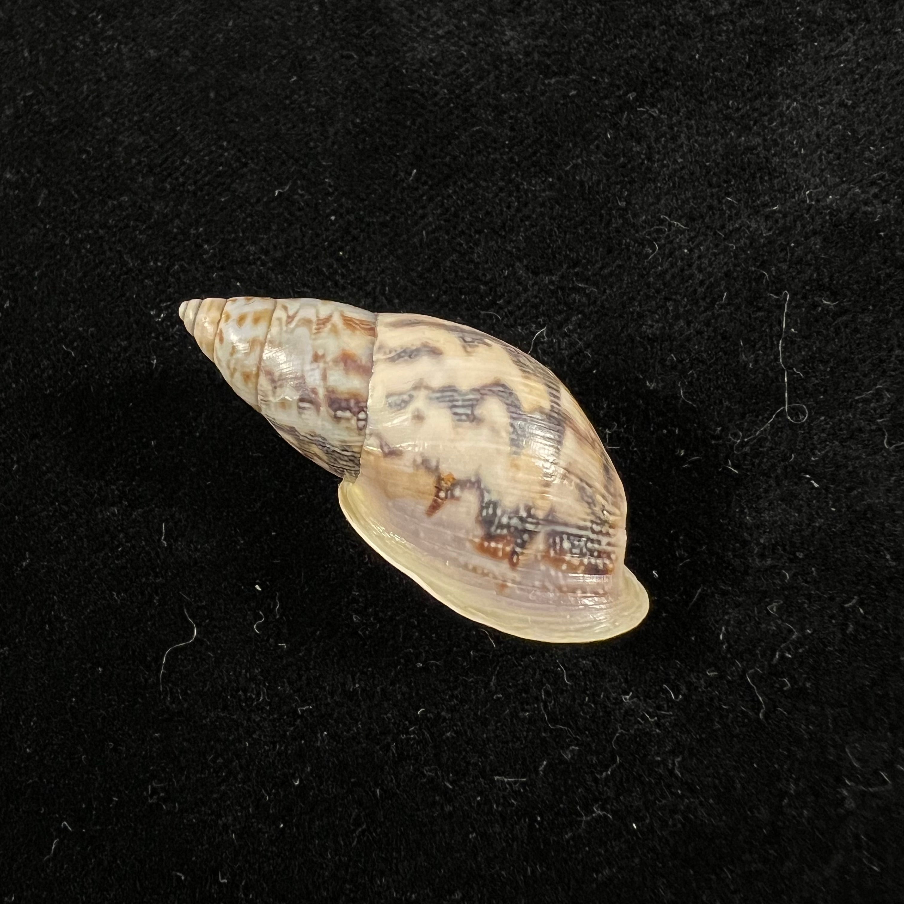 Drymaeus sp - 36,2mm