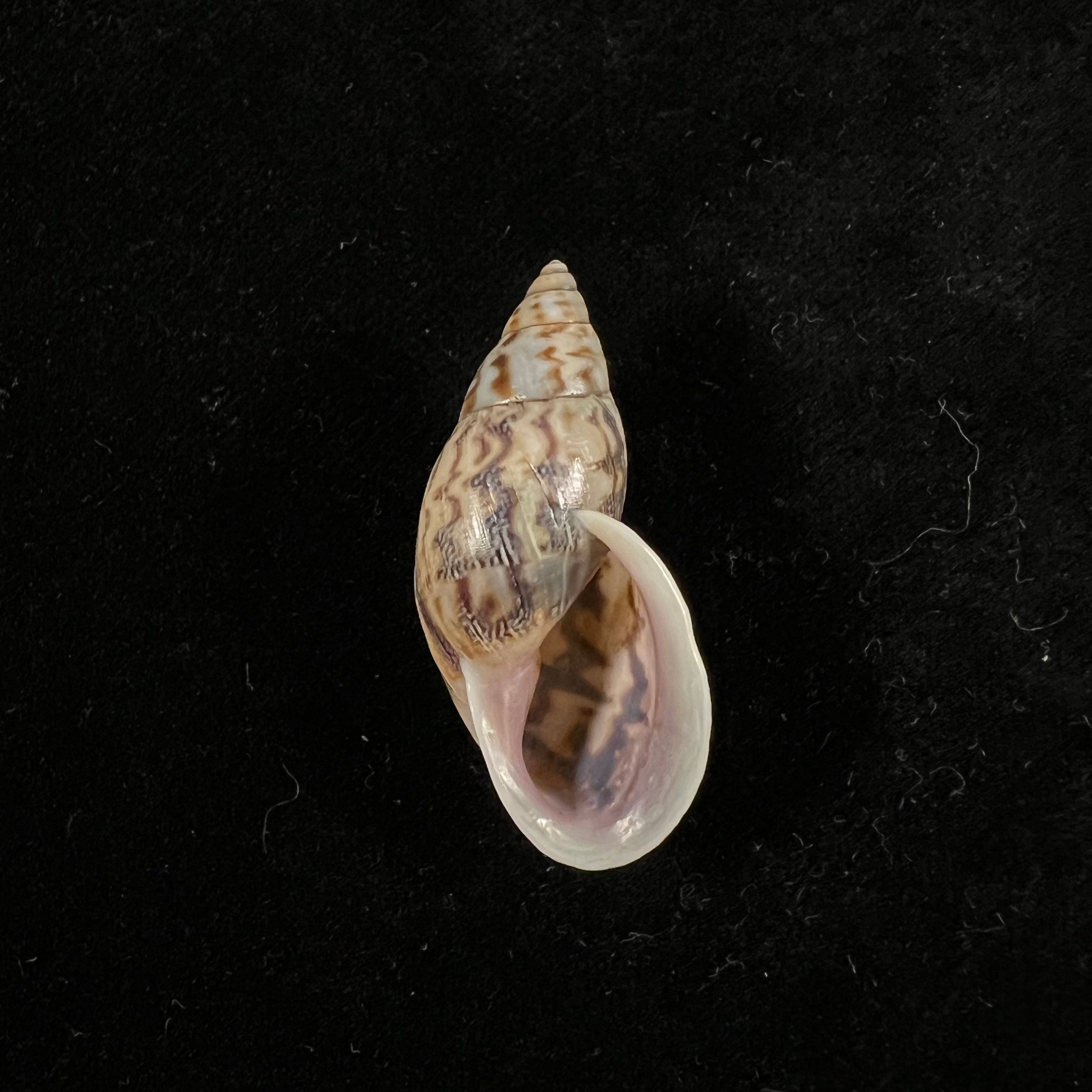 Drymaeus sp - 36,2mm