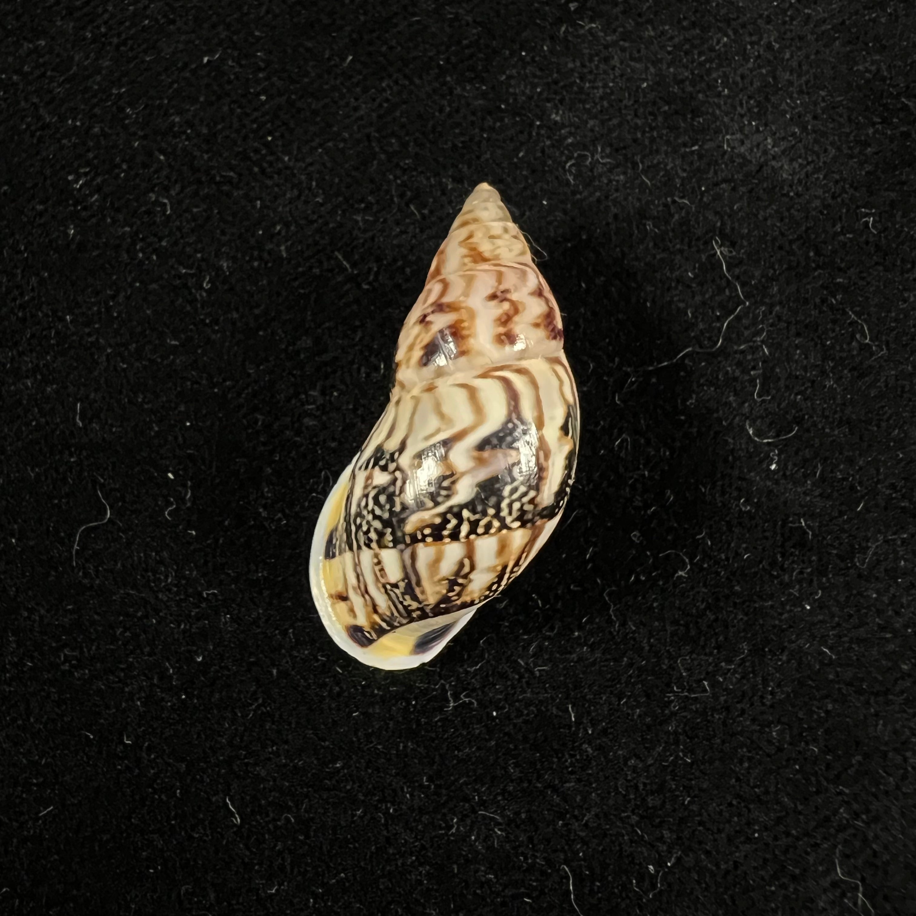 Drymaeus sp - 34,3mm
