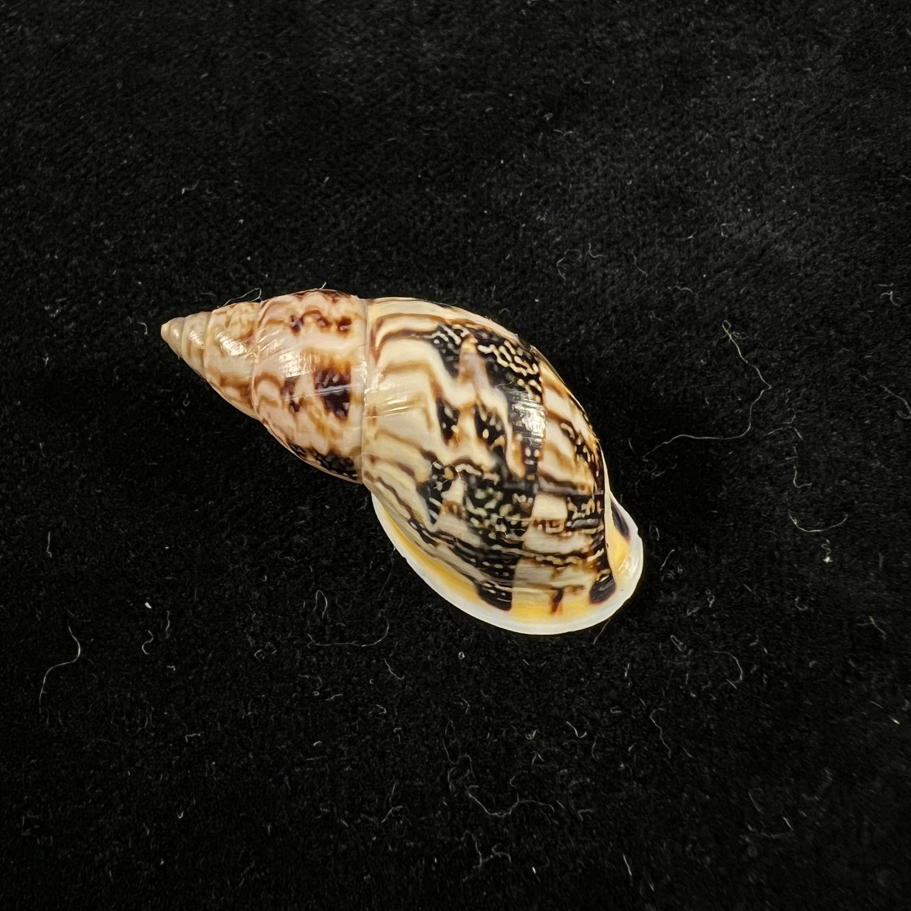 Drymaeus sp - 34,3mm