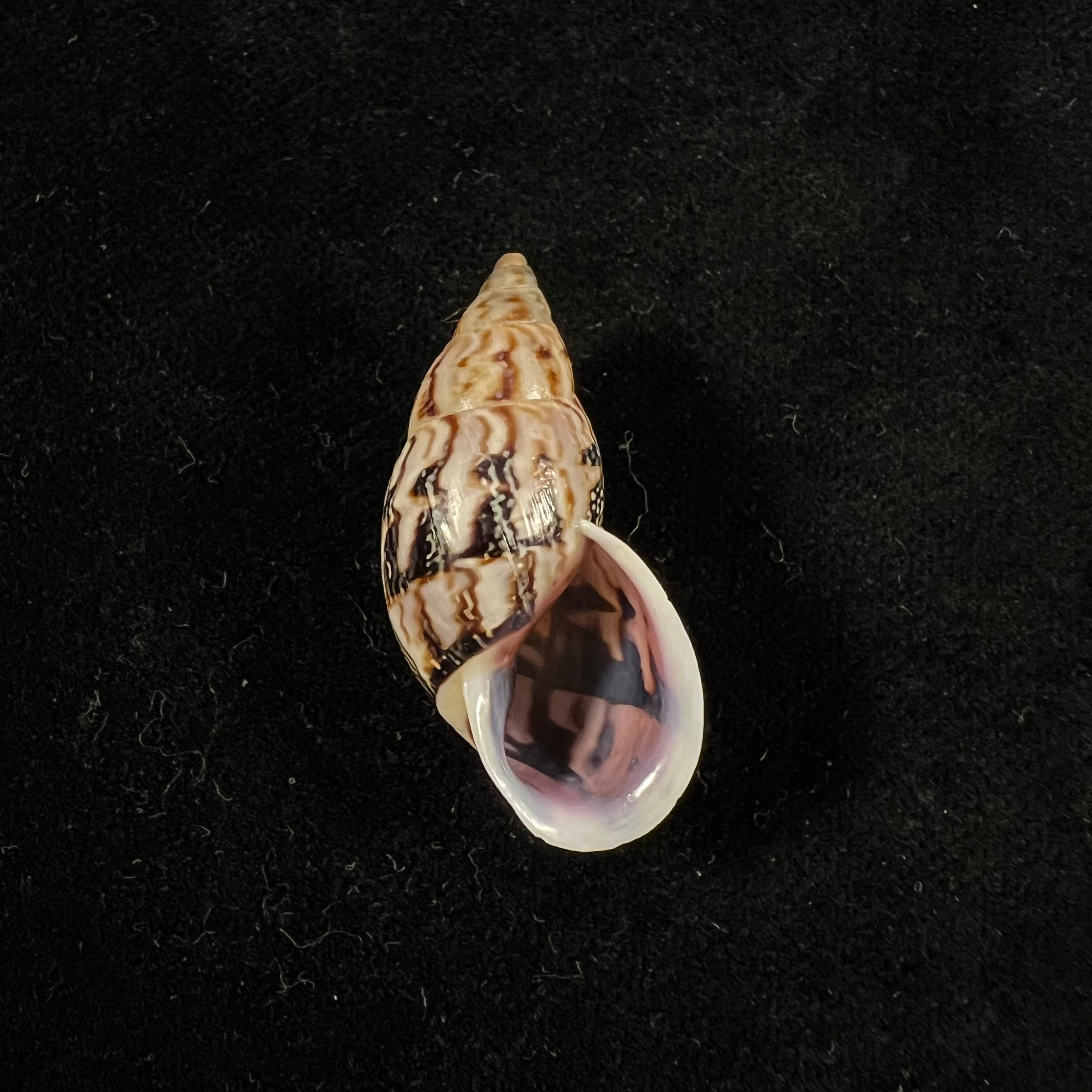 Drymaeus sp - 34,3mm