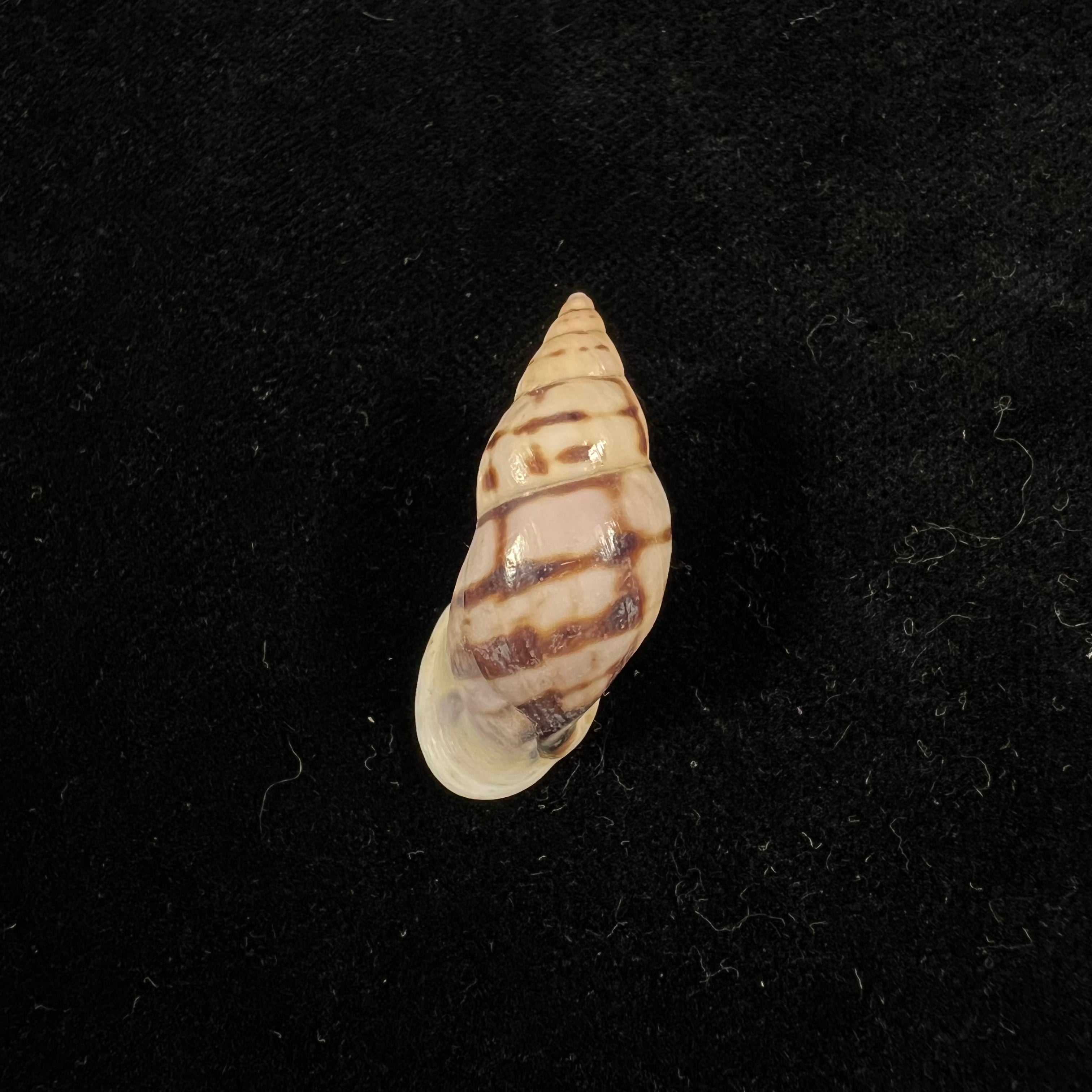Drymaeus sp - 31mm