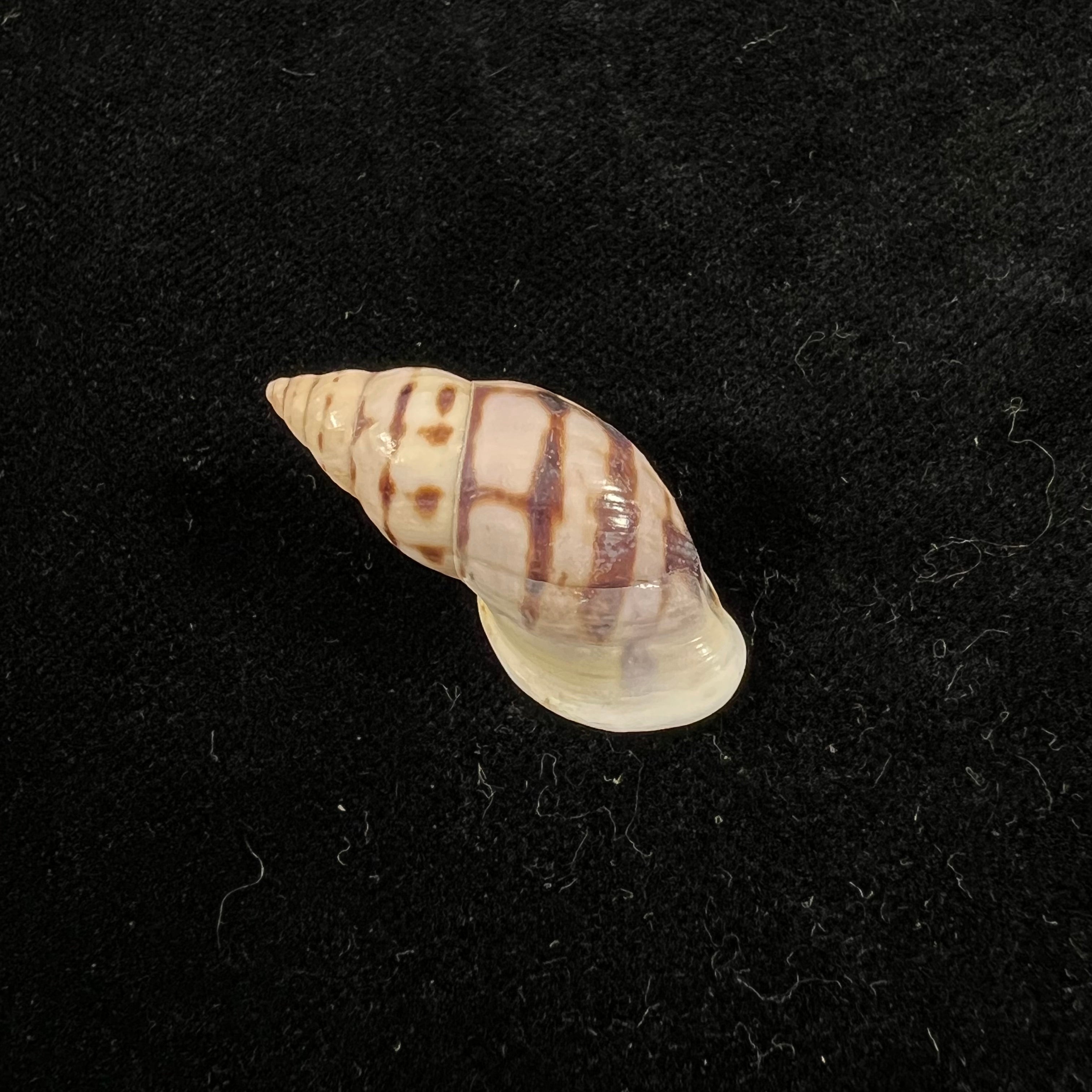Drymaeus sp - 31mm