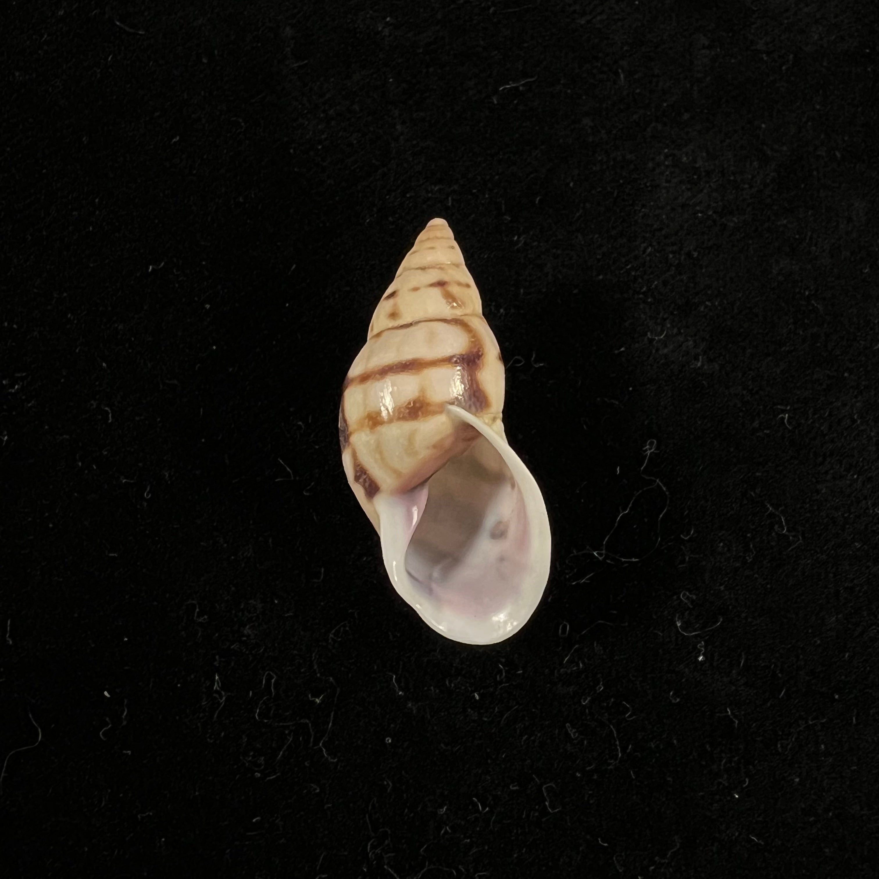 Drymaeus sp - 31mm