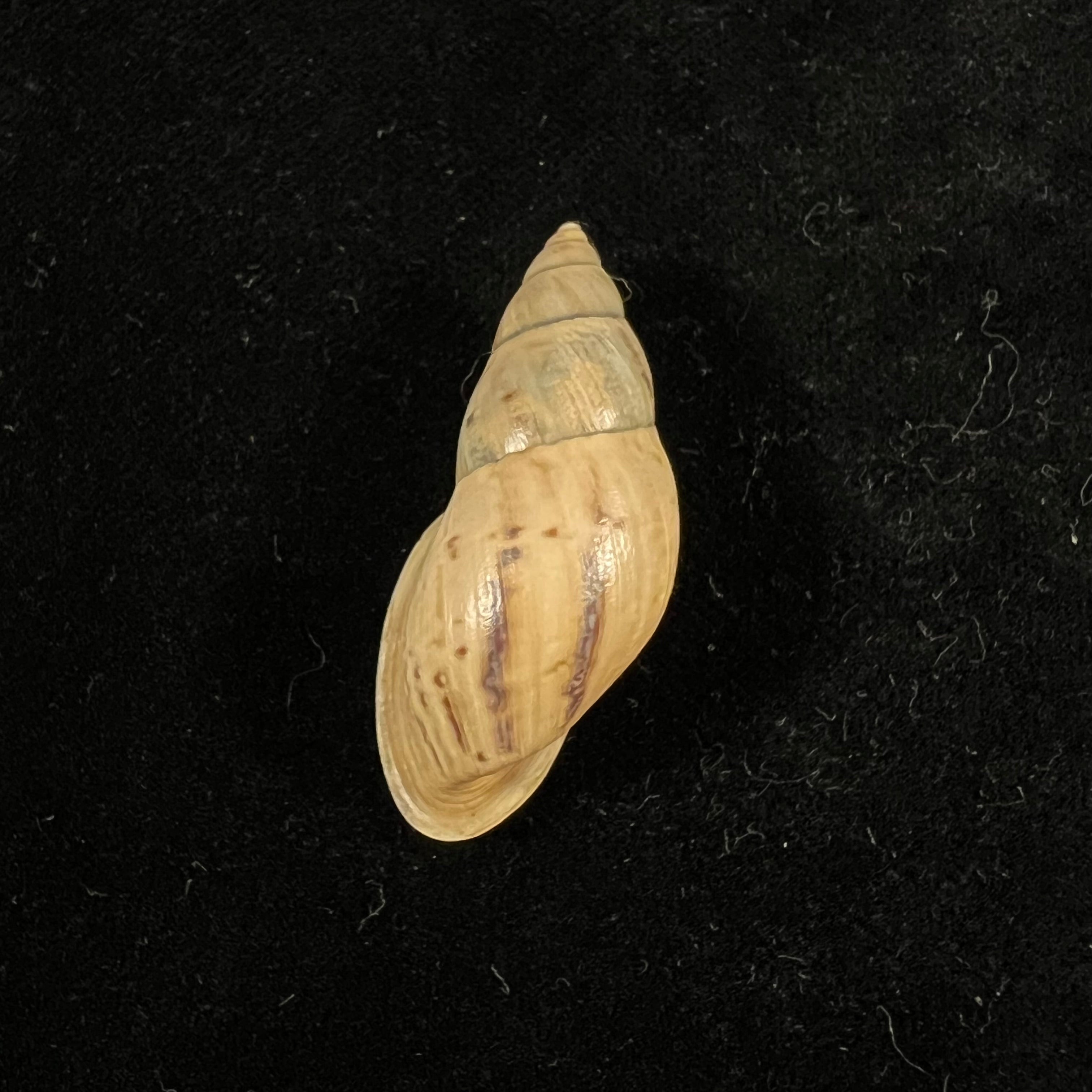 Drymaeus sp - 39,3mm