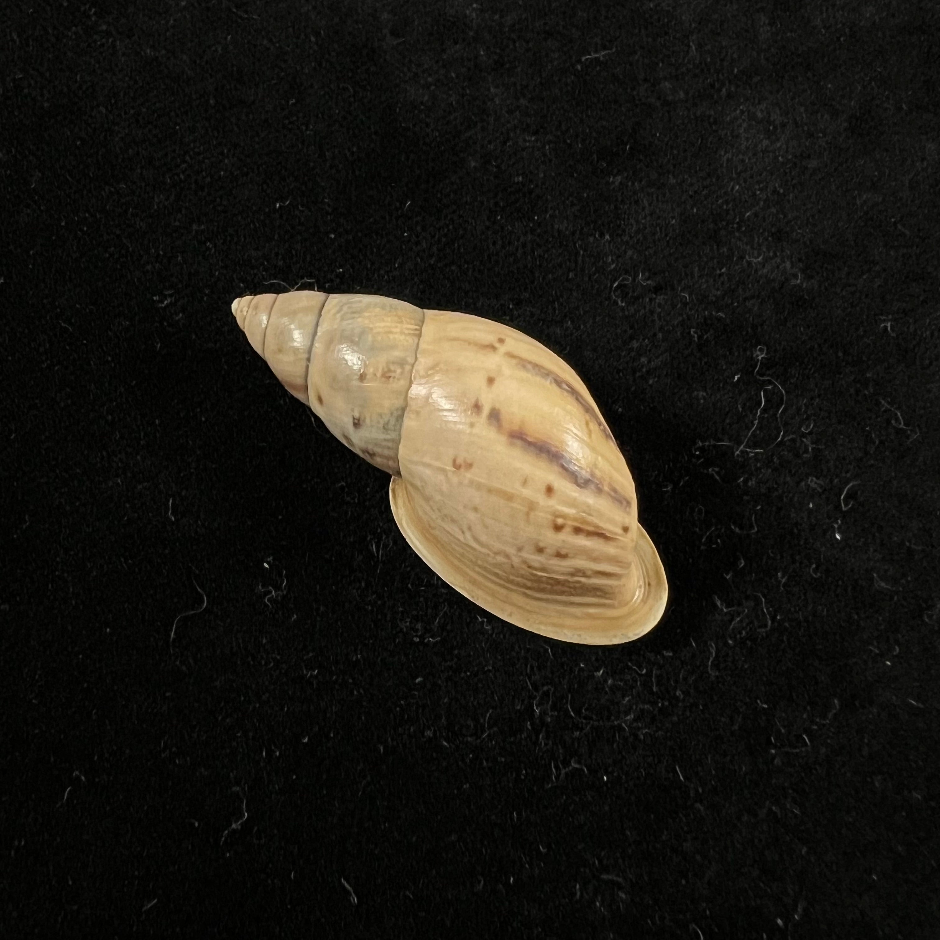 Drymaeus sp - 39,3mm