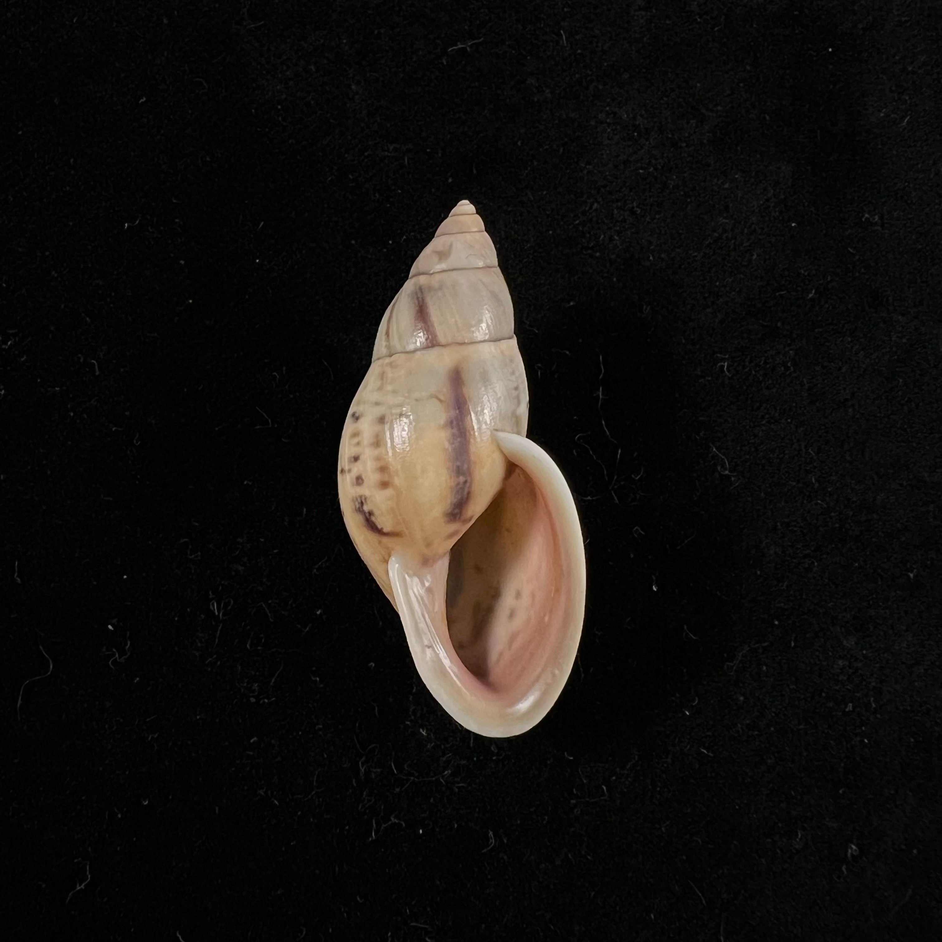 Drymaeus sp - 39,3mm