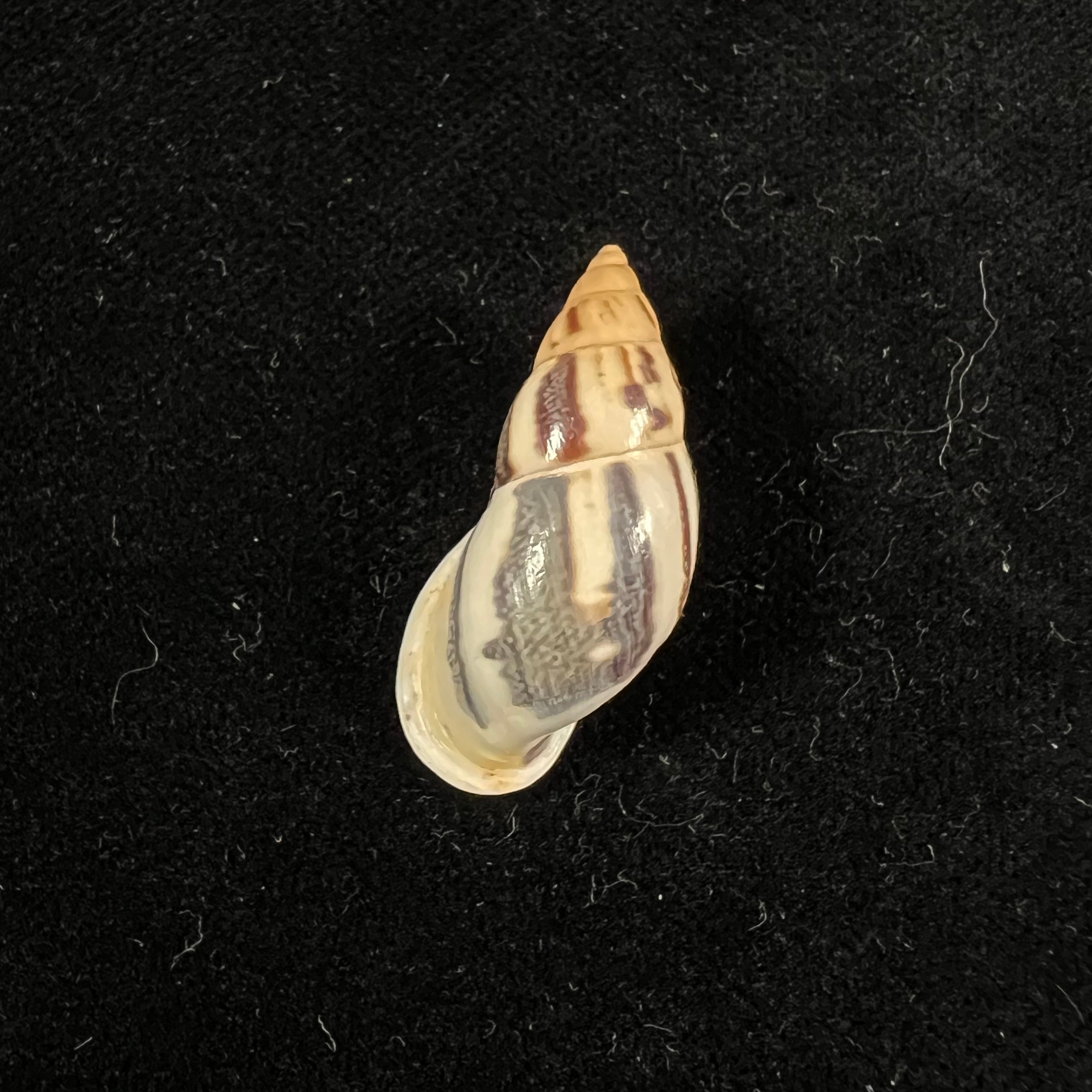 Drymaeus sp - 31mm