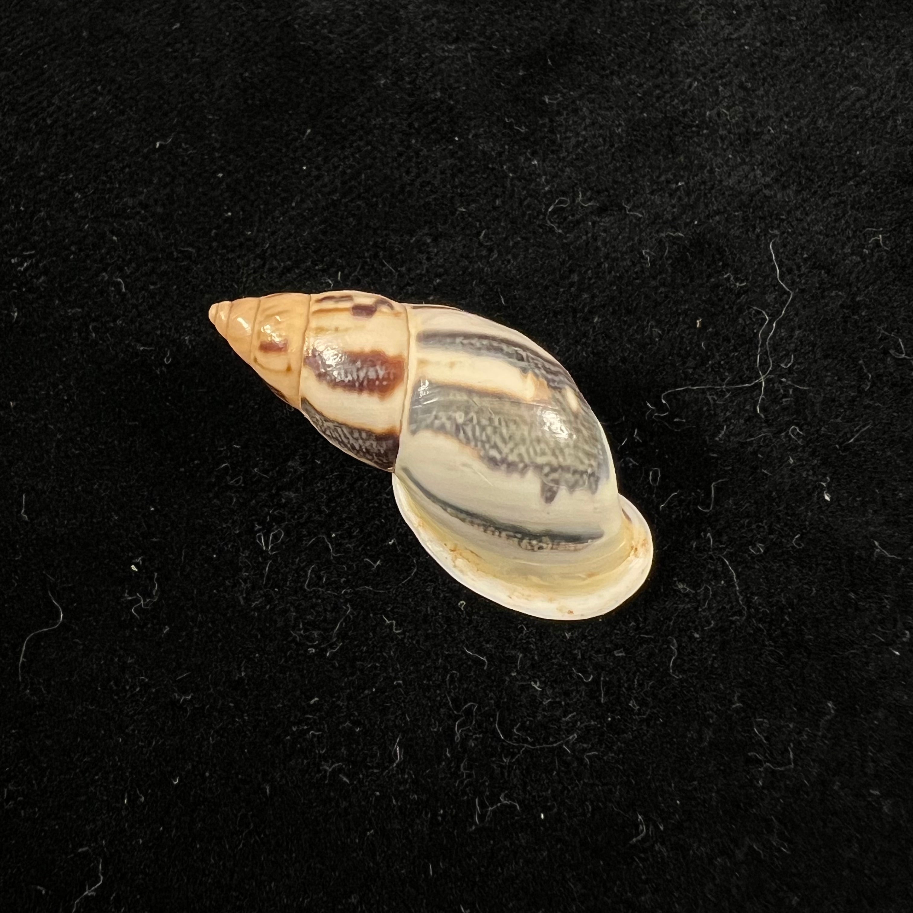Drymaeus sp - 31mm