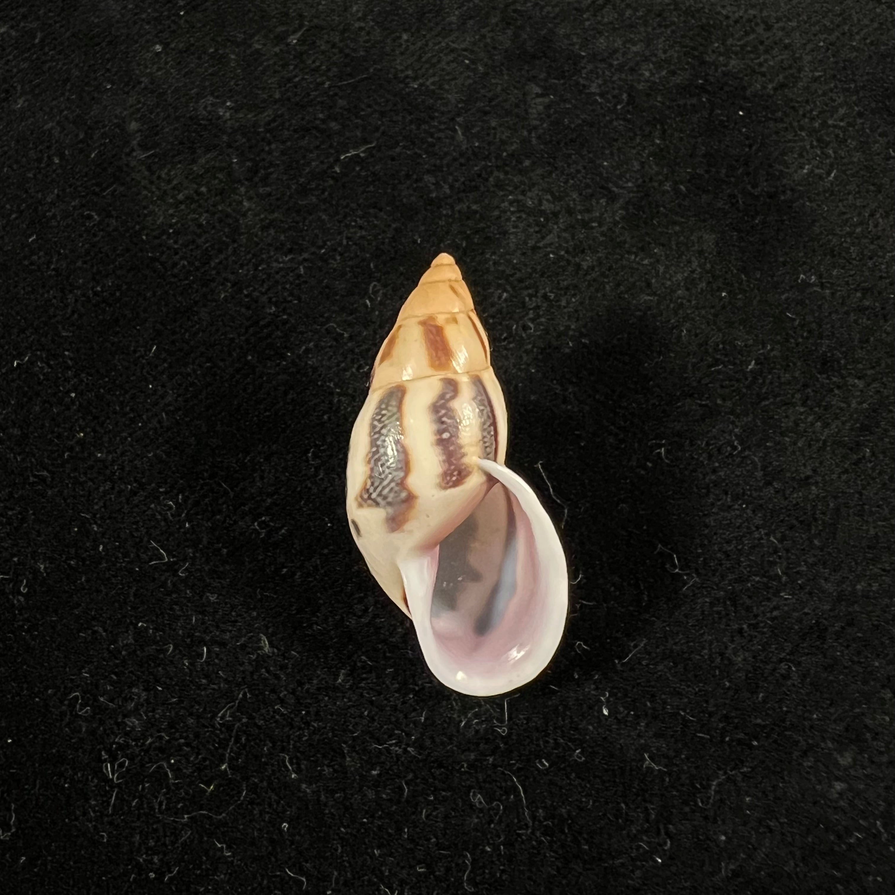 Drymaeus sp - 31mm