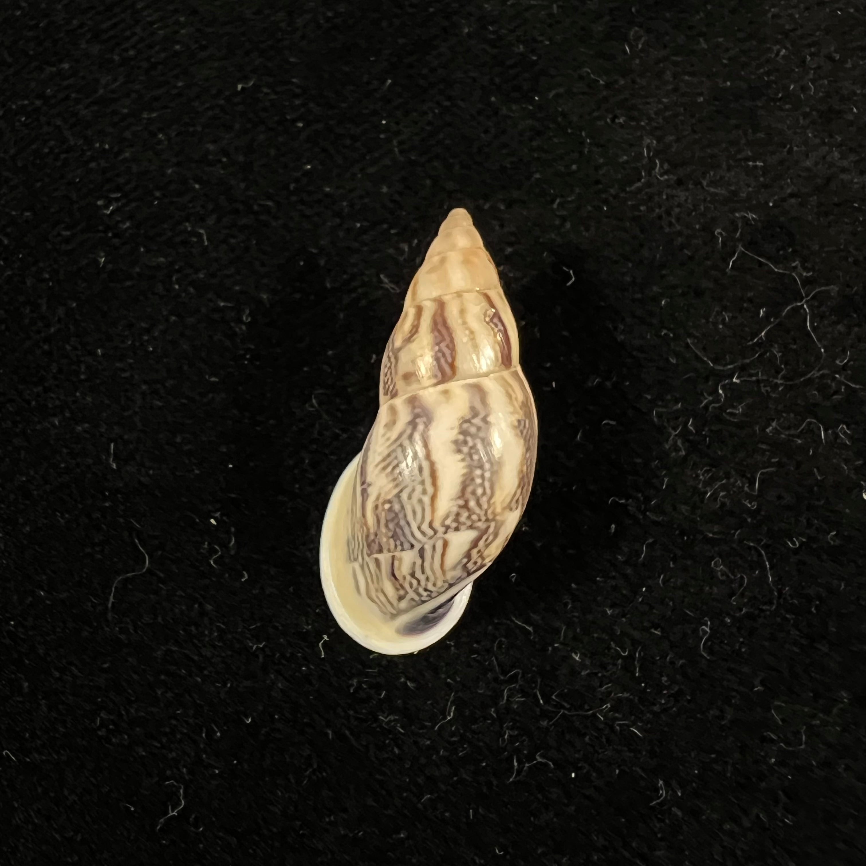 Drymaeus sp - 29,6mm