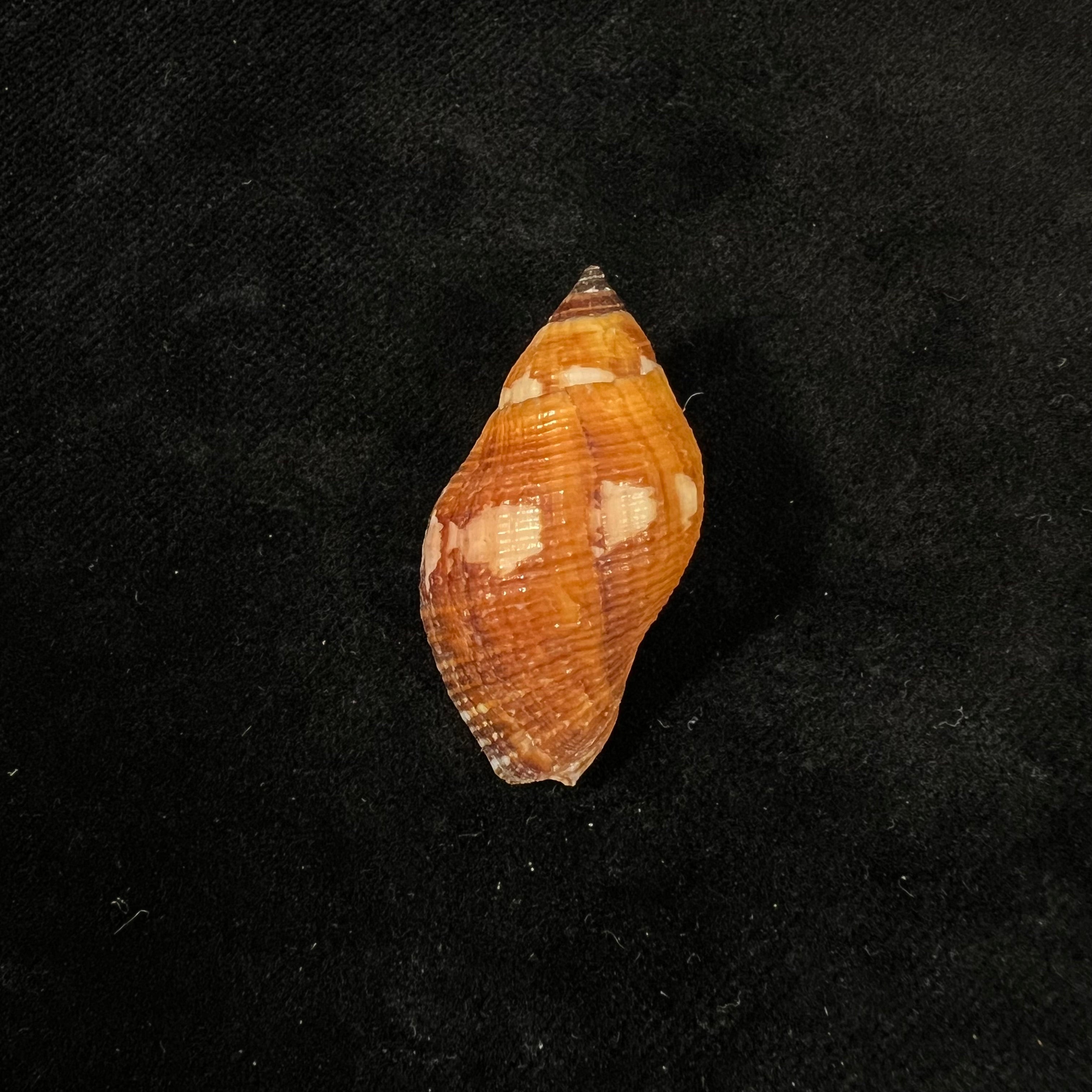 Nassa serta (Bruguière, 1789) - 37,6mm
