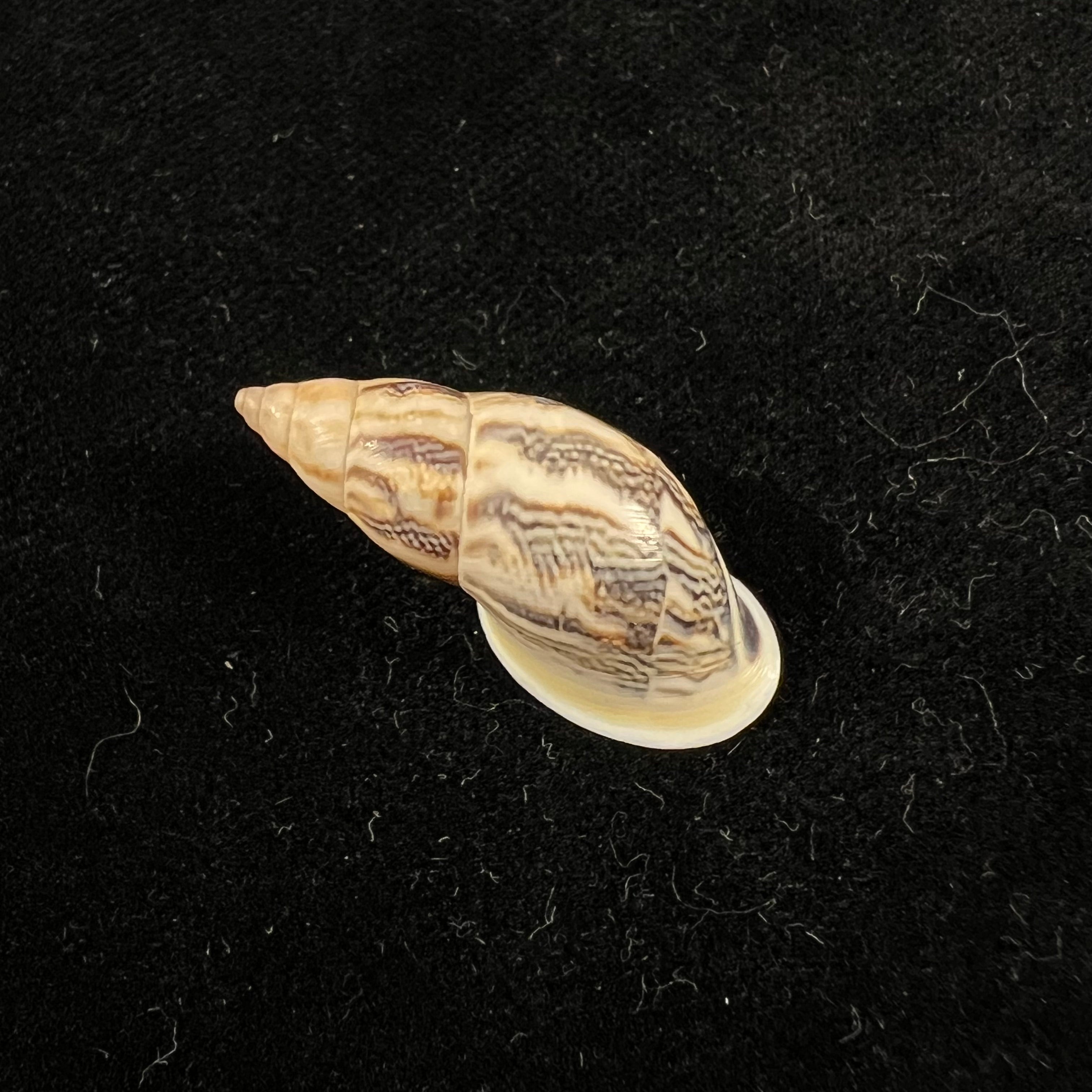 Drymaeus sp - 29,6mm