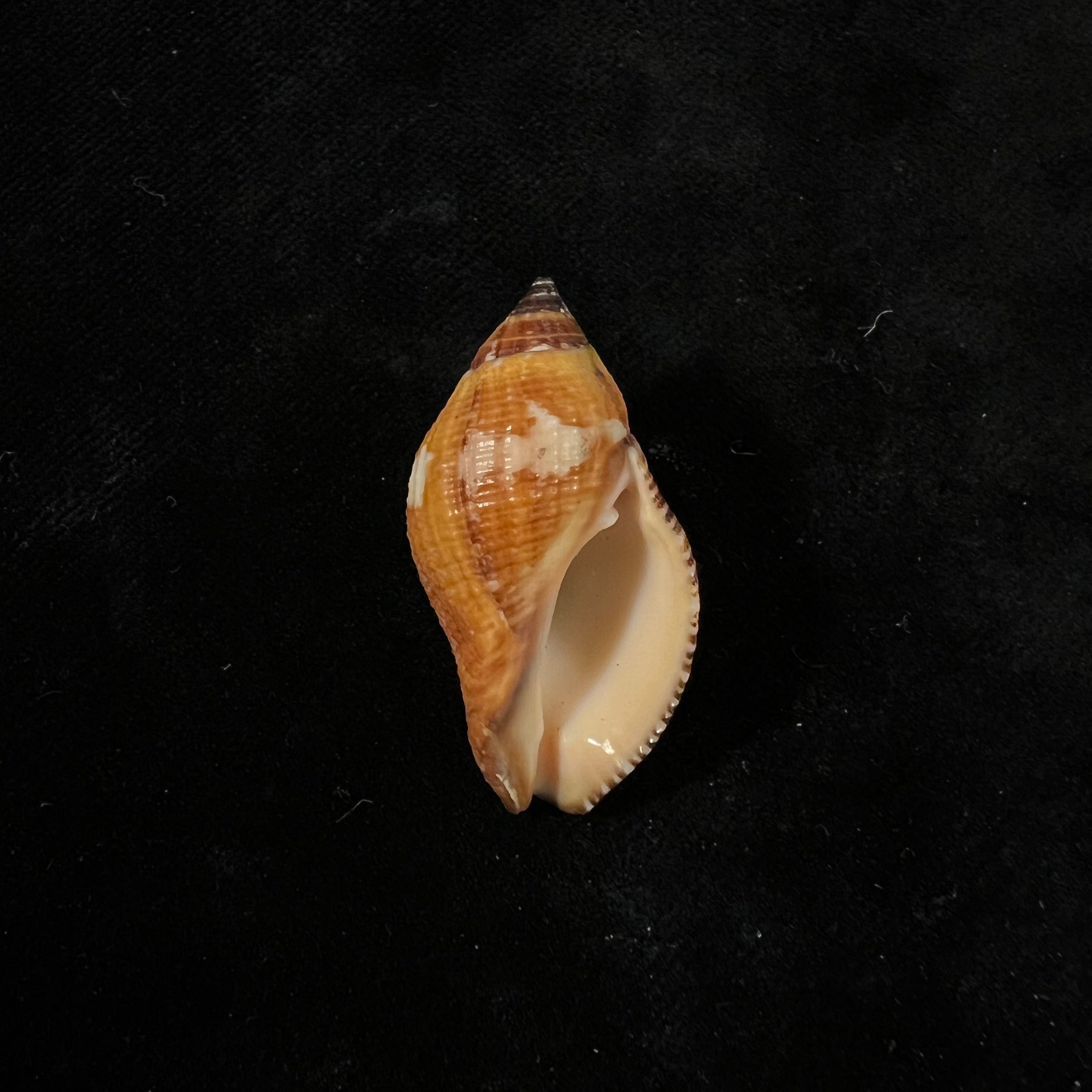Nassa serta (Bruguière, 1789) - 37,6mm