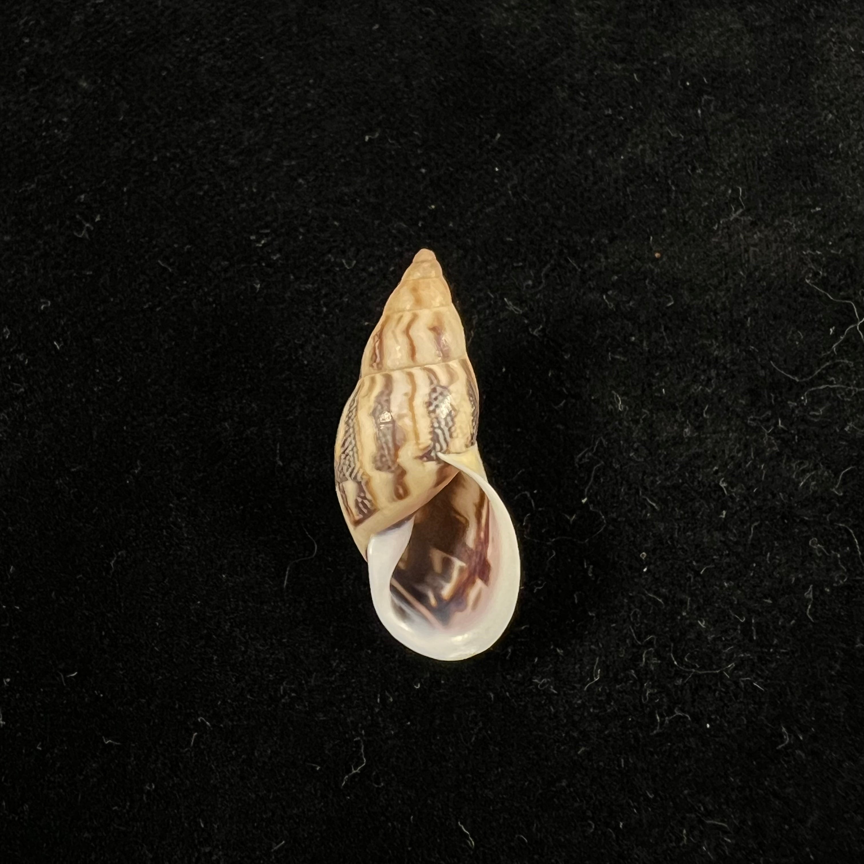 Drymaeus sp - 29,6mm
