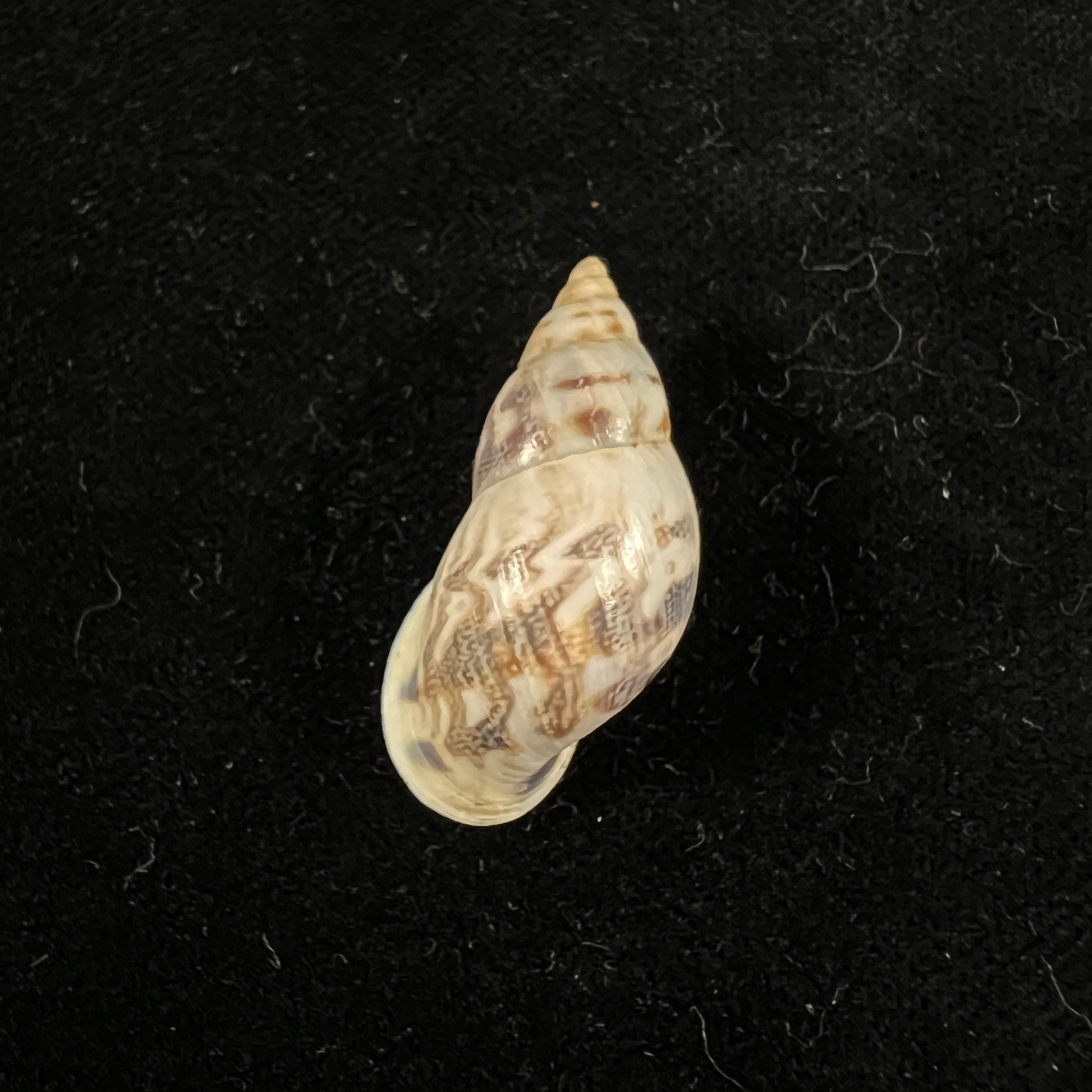 Drymaeus sp - 31,9mm