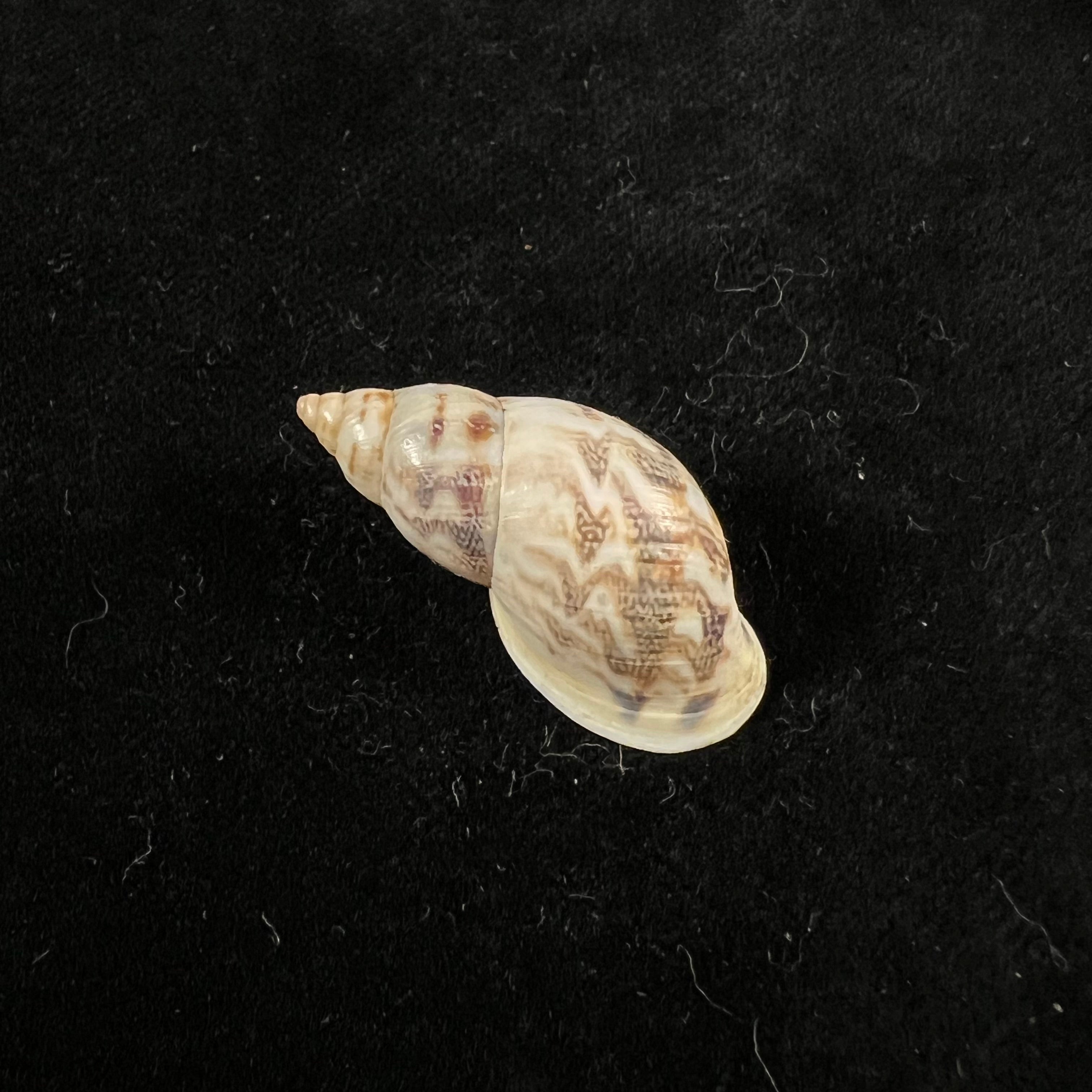 Drymaeus sp - 31,9mm