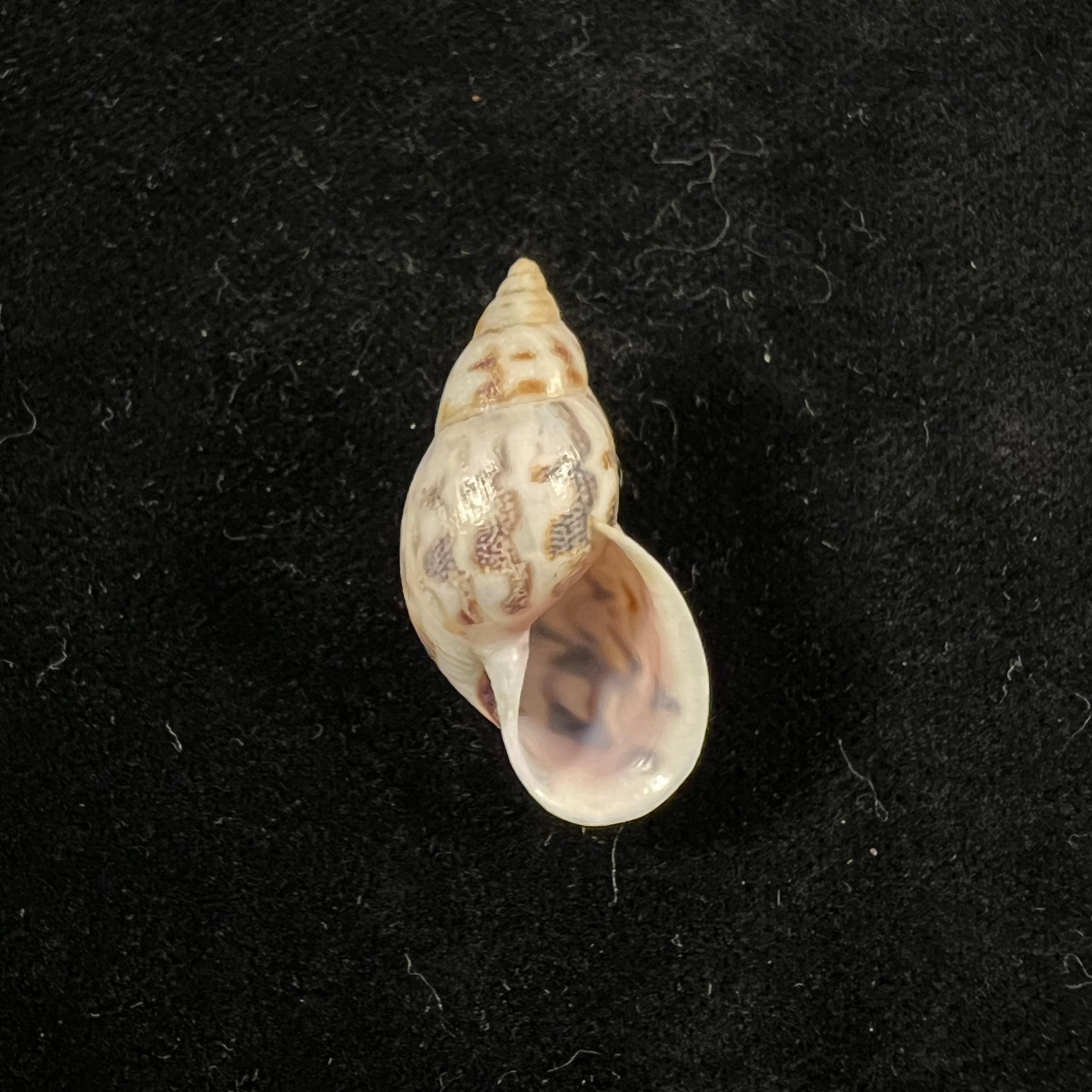 Drymaeus sp - 31,9mm