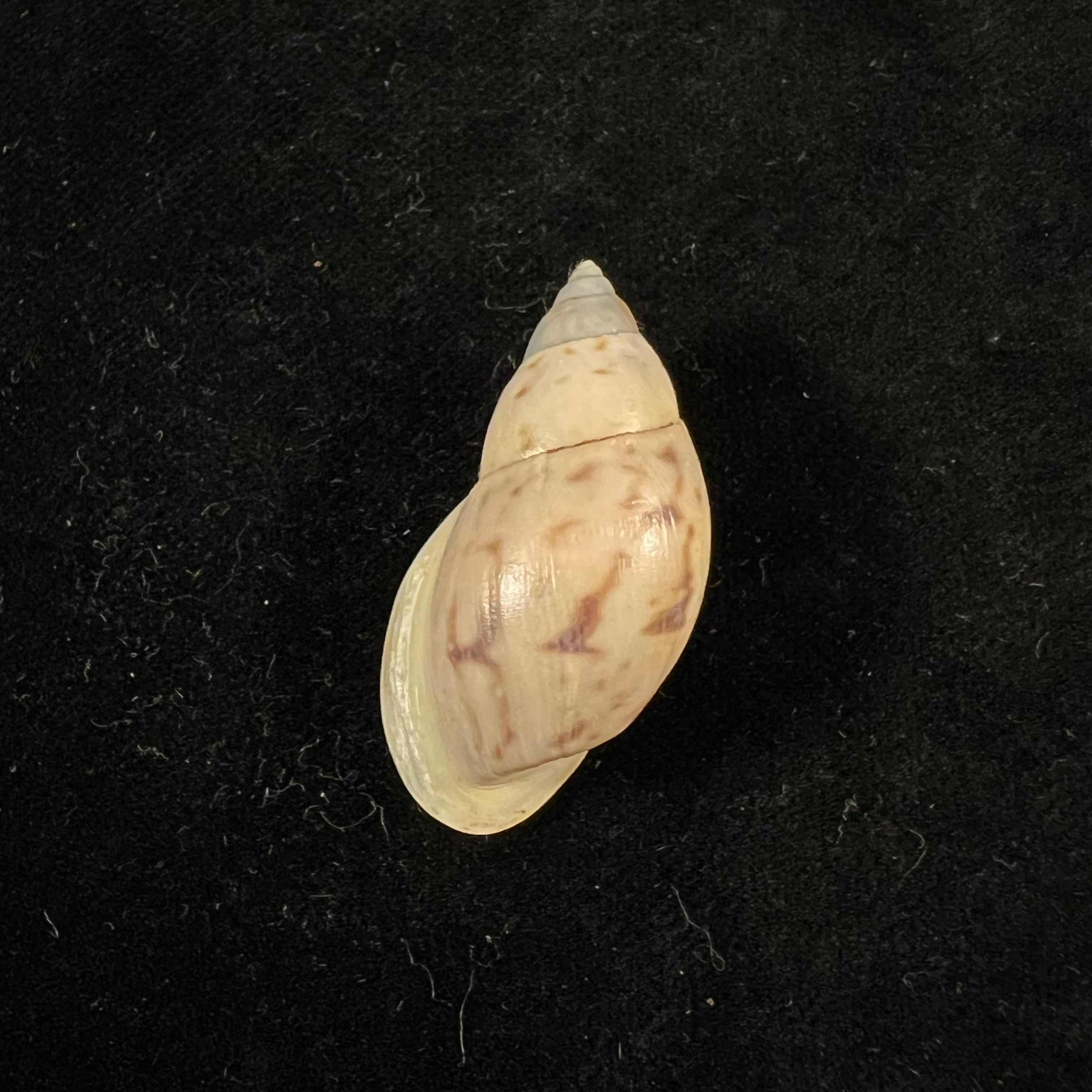 Drymaeus sp - 37,1mm