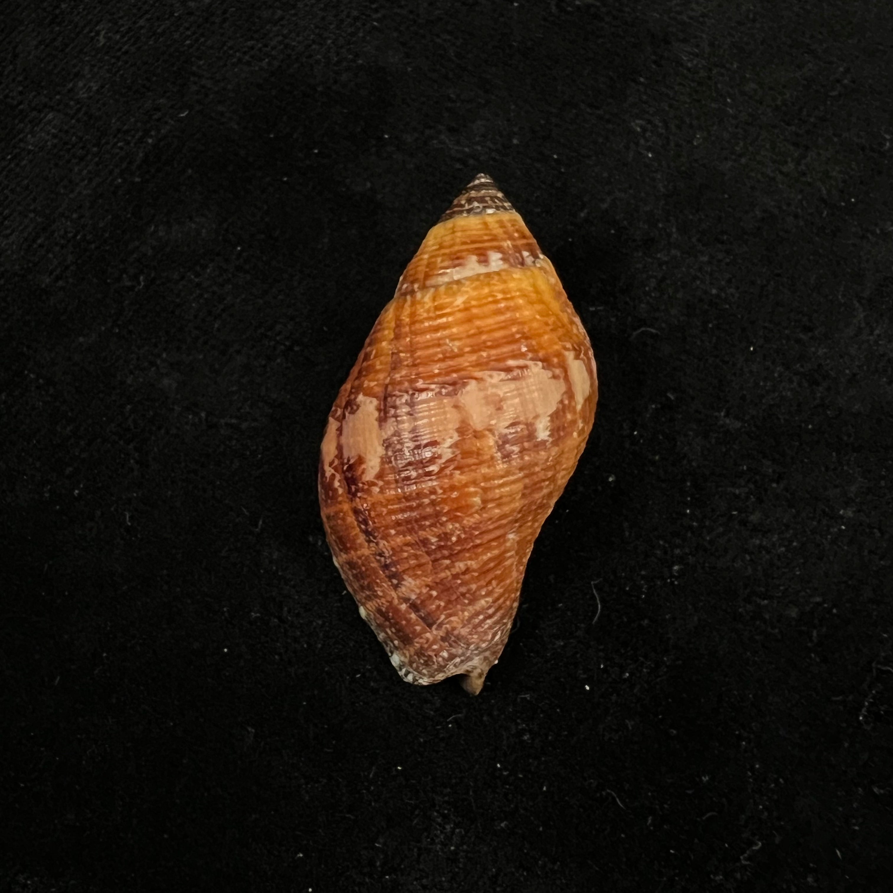 Nassa serta (Bruguière, 1789) - 38,4mm