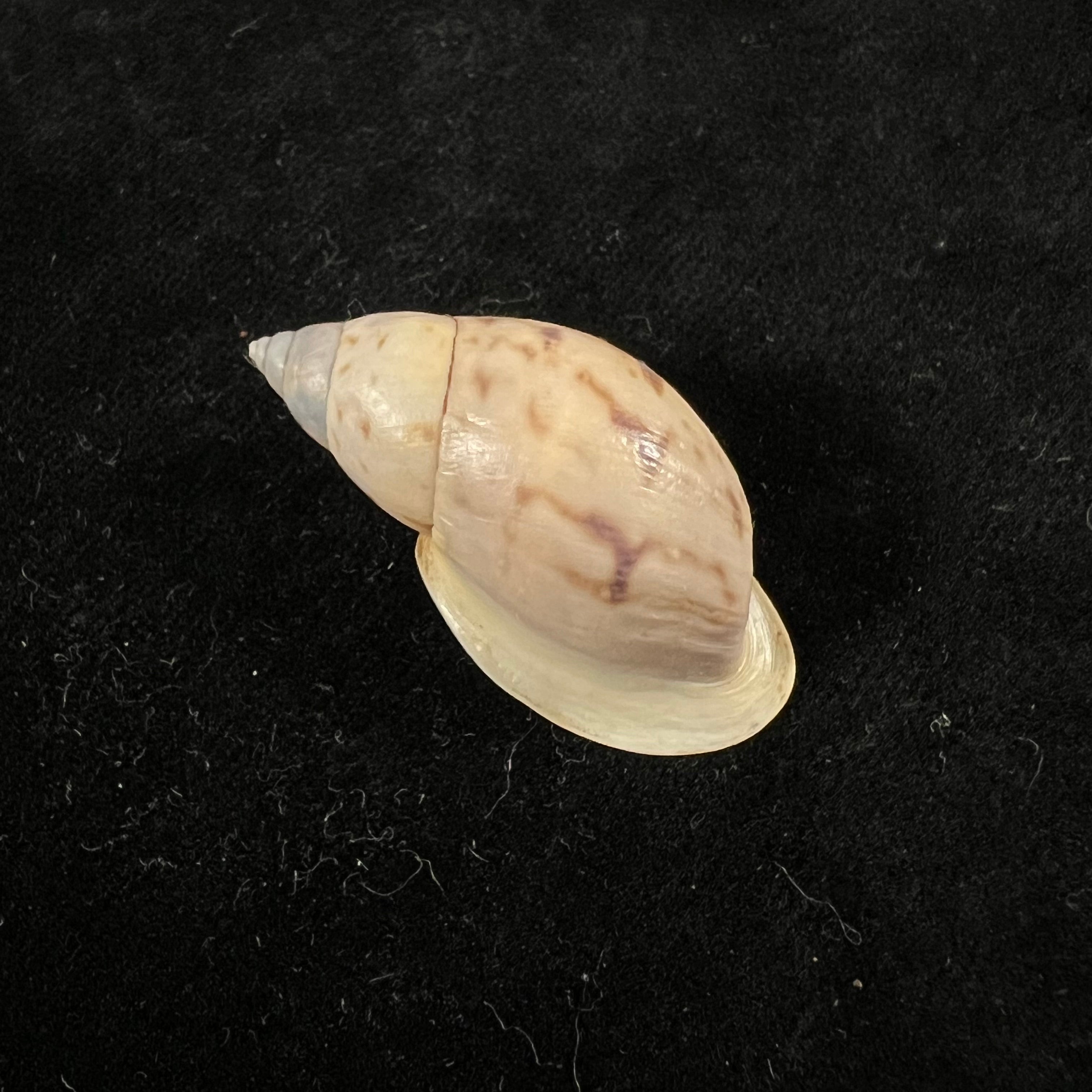 Drymaeus sp - 37,1mm