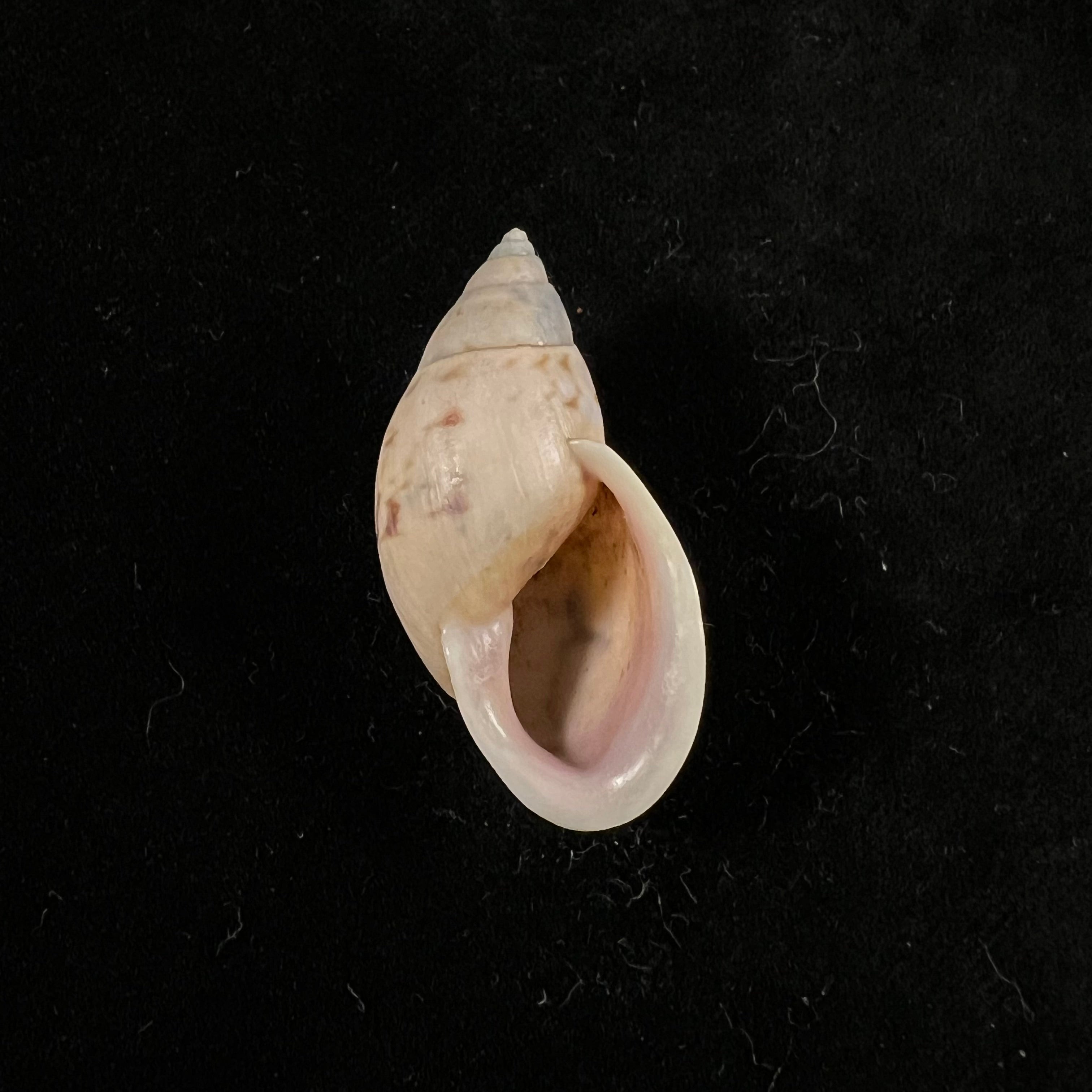 Drymaeus sp - 37,1mm