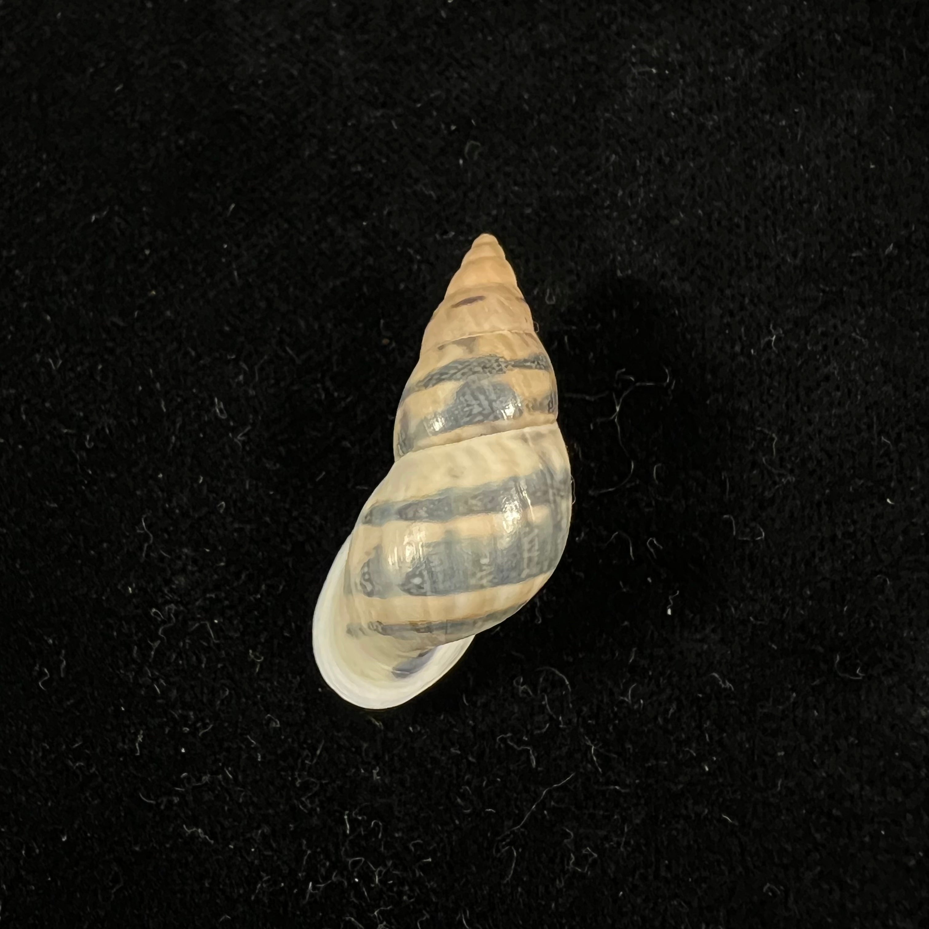 Drymaeus sp - 32,6mm
